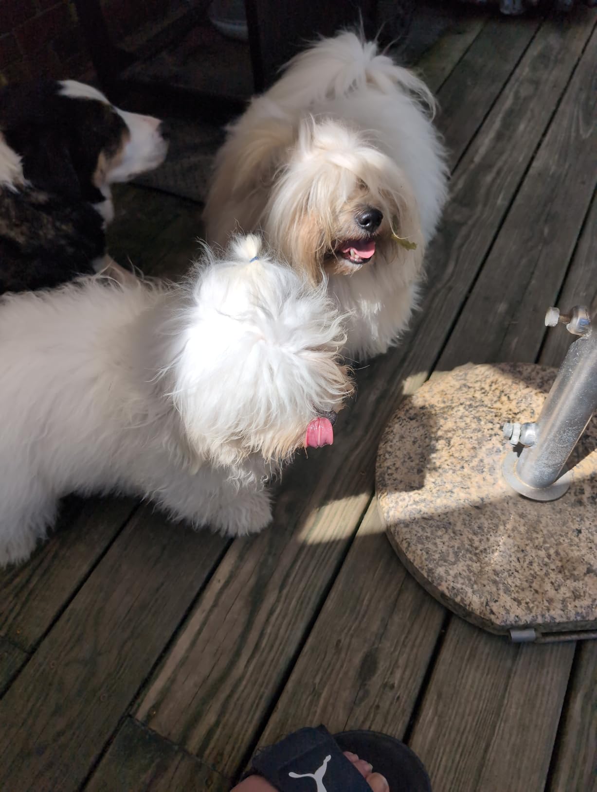 Stella & Chewy's Freeze-Dried Raw Dinner Patties - Beef Recipe - High Protein Grain-Free Puppy & Dog Food - Perfect For Picky Eaters - 25 oz customer photo 2