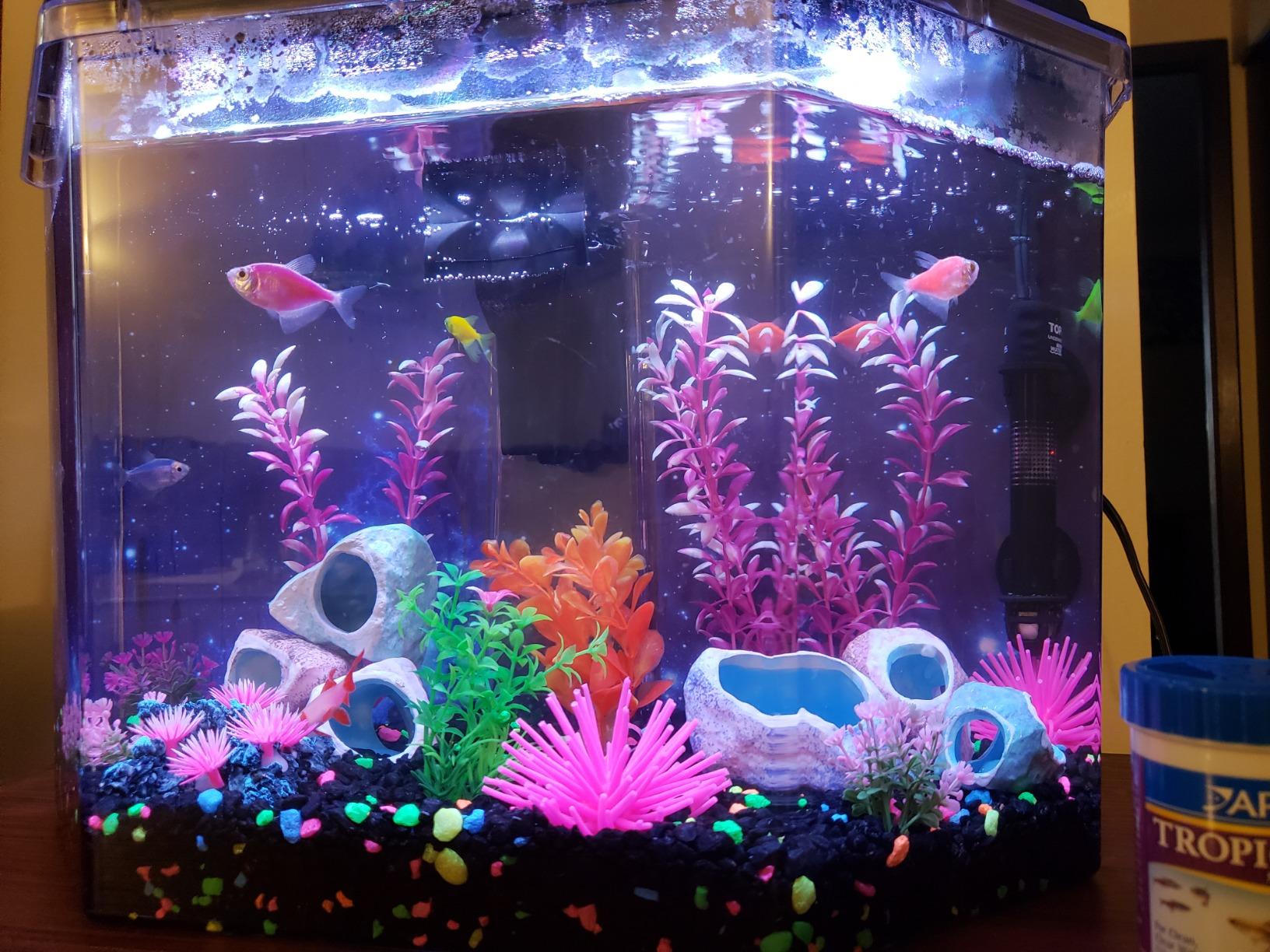 Koller Products 6.5-Gallon Aquarium Kit with Power Filter and LED Lighting, (AP650) customer photo 2