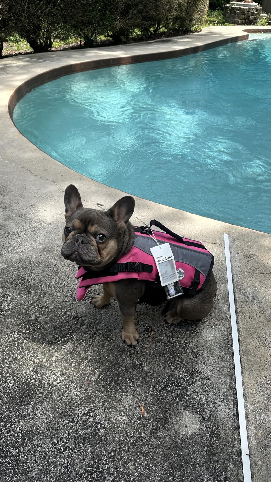 VIVAGLORY Front Float Dog Life Vest, Dog Life Jacket for Swimming & Boating, Swimming Vest with Chin Float & Handle, Ripstop & Buoyancy, S, Blue customer photo 2