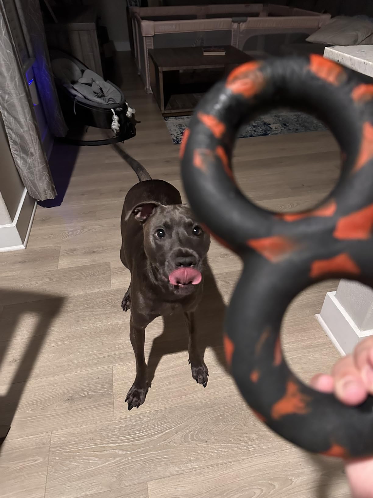 Goughnuts Dog Toys for Aggressive Chewers - Virtually Indestructible Pull Toy for Breeds Such as Pit Bulls and German Shepherds - Heavy Duty Tug Dog Toy - Medium - Yellow customer photo 1