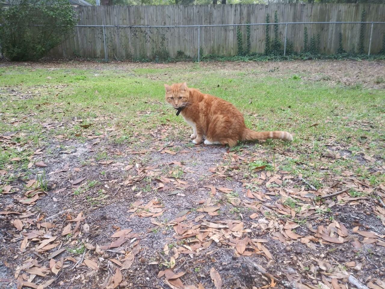 PetSafe Free to Roam Dog and Cat Wireless Fence - Above Ground Electric Pet Fence customer photo 2