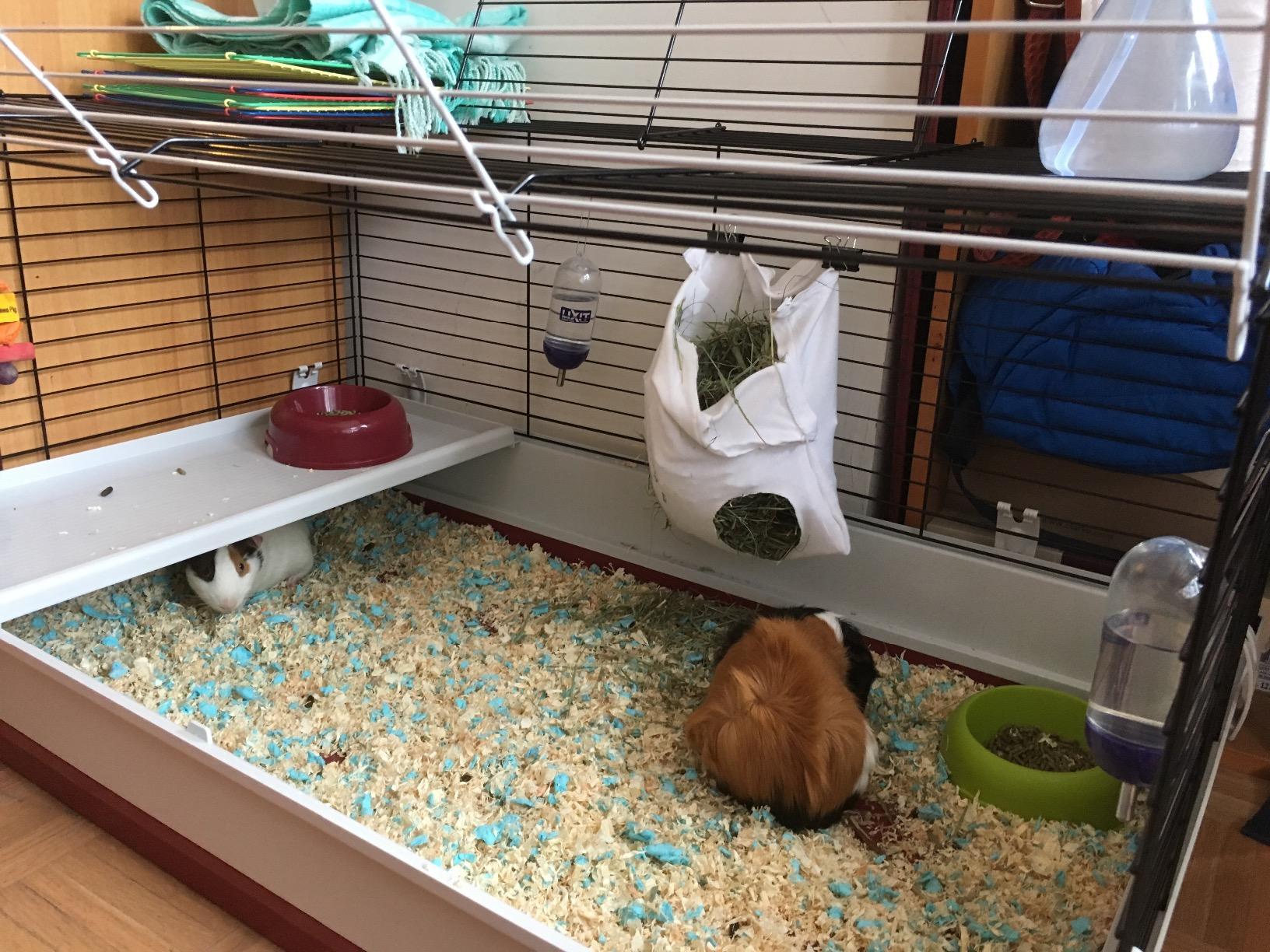 MidWest Homes for Pets 158 Wabbitat Deluxe Rabbit Home, Rabbit Cage, 39.5 L x 23.75 W x 19.75 H Inch customer photo 2