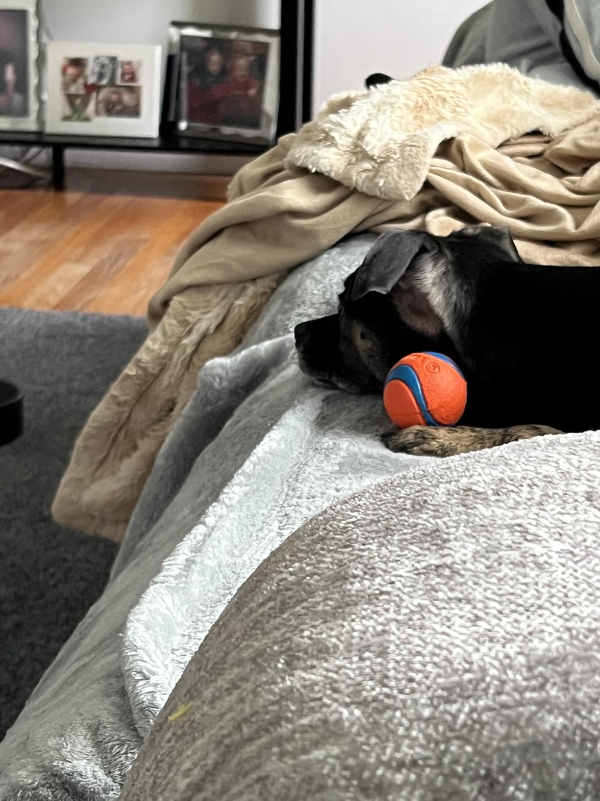Chuckit! Ultra Squeaker Ball Dog Toy, Small (2 Inch) 2 Pack for Small Breeds customer photo 1