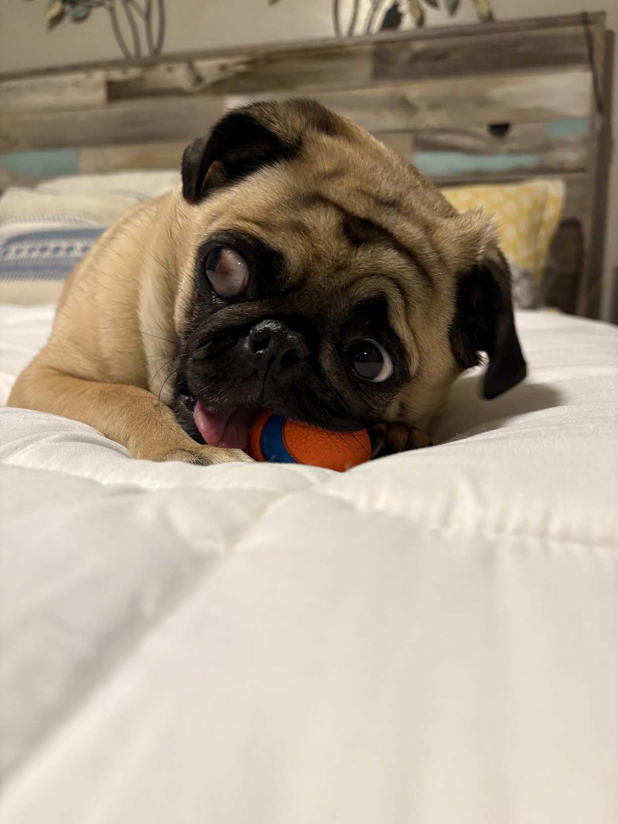 Chuckit! Ultra Squeaker Ball Dog Toy, Small (2 Inch) 2 Pack for Small Breeds customer photo 2