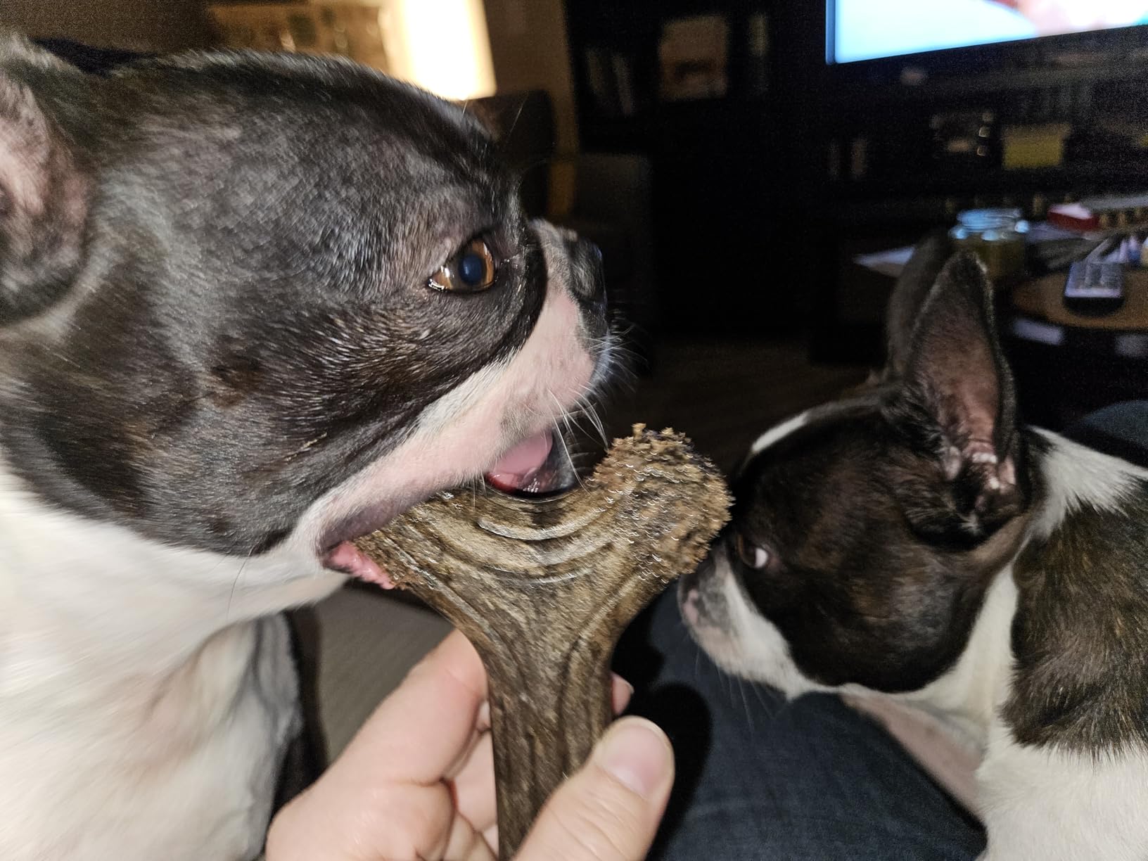 Benebone Dental Durable Dog Chew Toy for Aggressive Chewers, Real Bacon, Made in USA, Small customer photo 2