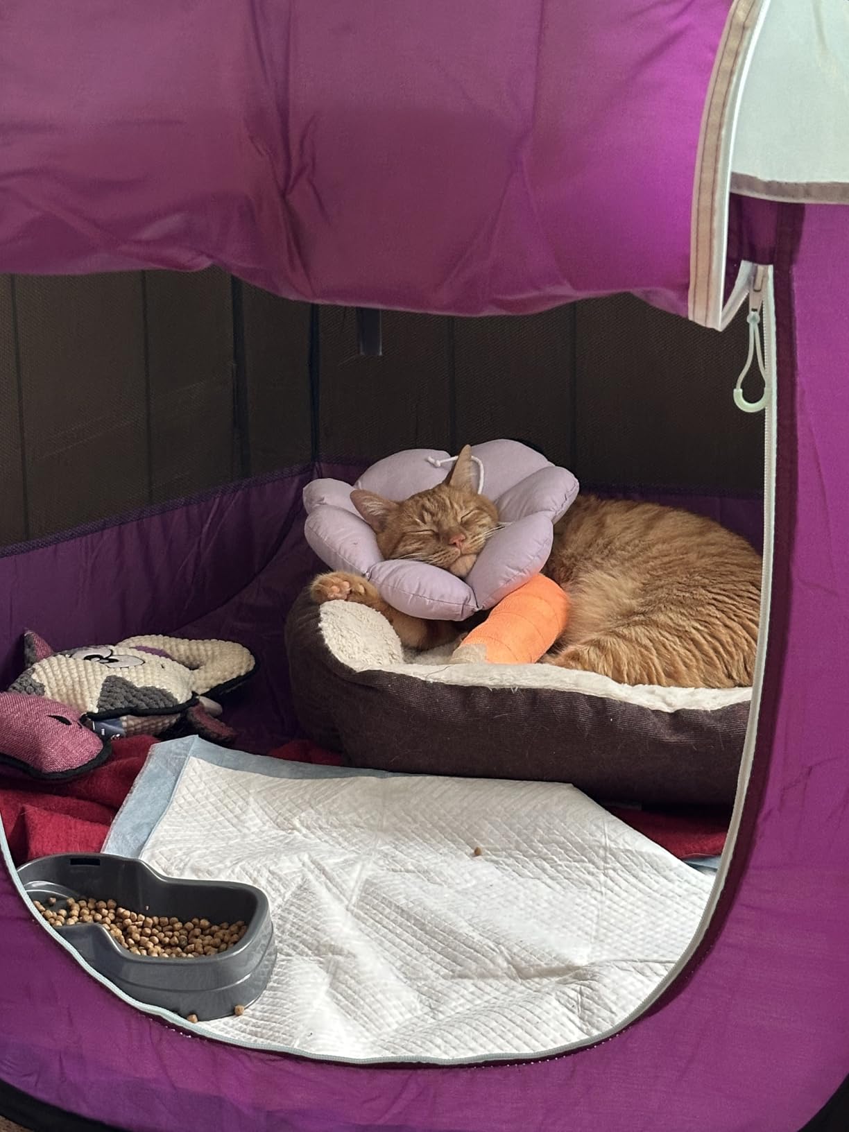 FurHaven Soft-Sided Dog & Cat Playpen, Portable Foldable Indoor & Outdoor Pet Playpen with Mesh Windows & Zippered Door, Gray, Extra Large customer photo 2