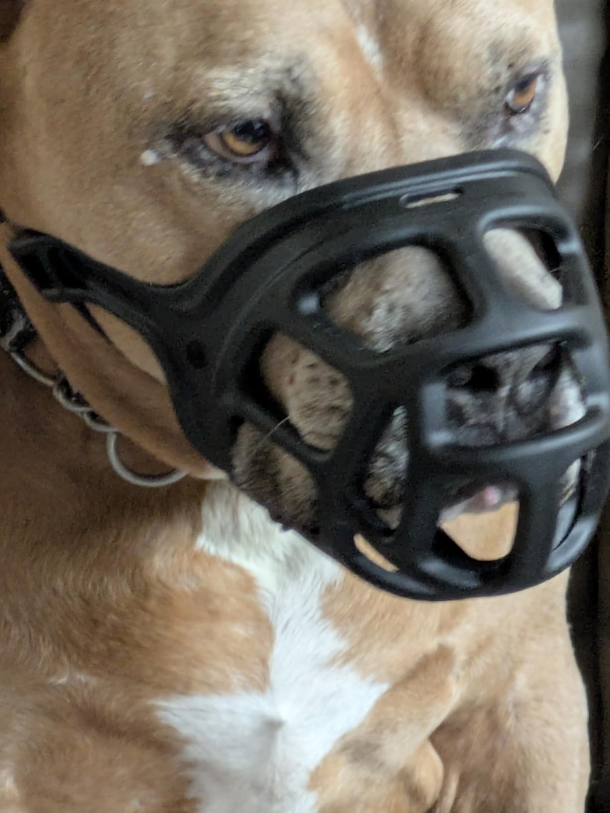 ZEUS Alpha TPR Muzzle for X-Large Dogs, Comfort Fit Design Prevents Biting, Barking and Chewing, Black customer photo 1
