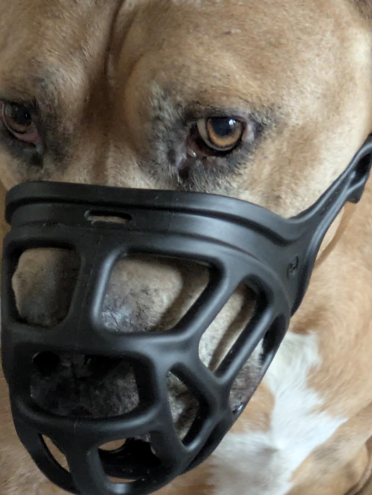 ZEUS Alpha TPR Muzzle for X-Large Dogs, Comfort Fit Design Prevents Biting, Barking and Chewing, Black customer photo 2