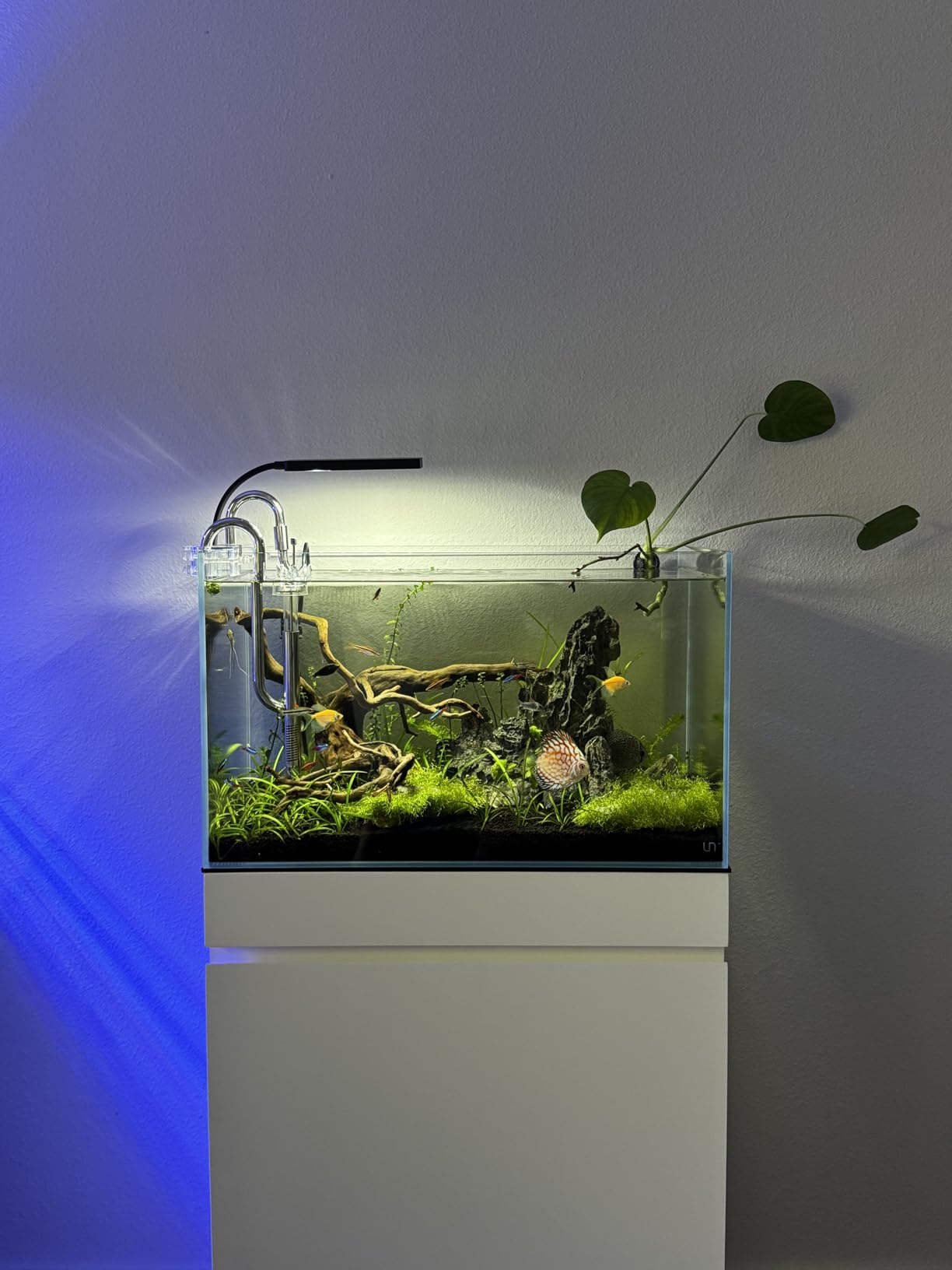 Ultum Nature Systems Ultra Clear Rimless Nano Aquarium - Low Iron Glass Fish Tank with 45 Degree Mitered Edges, 5mm-12mm Thick, Leveling Mat Included (5N, 5 Gallon) customer photo 1
