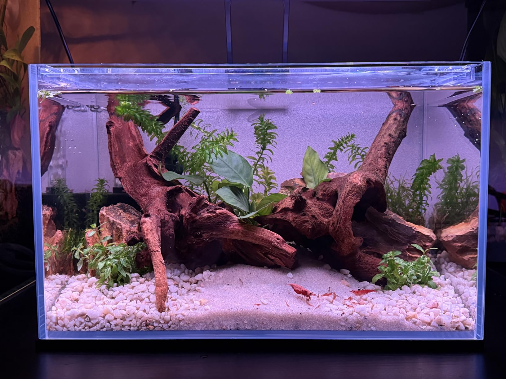 Ultum Nature Systems Ultra Clear Rimless Nano Aquarium - Low Iron Glass Fish Tank with 45 Degree Mitered Edges, 5mm-12mm Thick, Leveling Mat Included (5N, 5 Gallon) customer photo 2