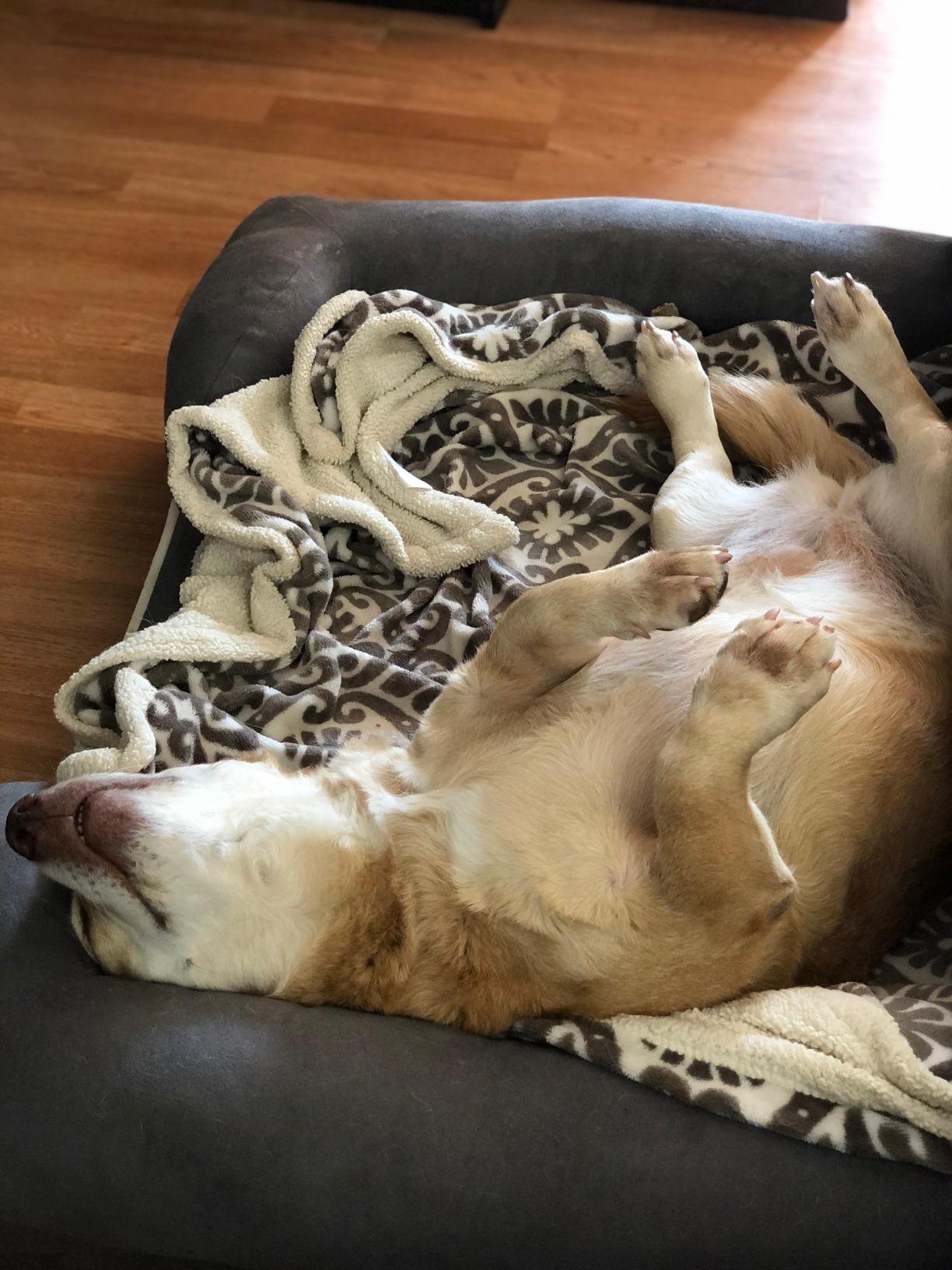 Friends Forever X-Large Dog Bed, Orthopedic Dog Sofa Memory Foam Mattress, Calming Dog Couch Bed, Wall Rim Pillow, Water Resistant Liner, Washable Cover, Non-Slip Bottom, Chester, X-Large Grey customer photo 2