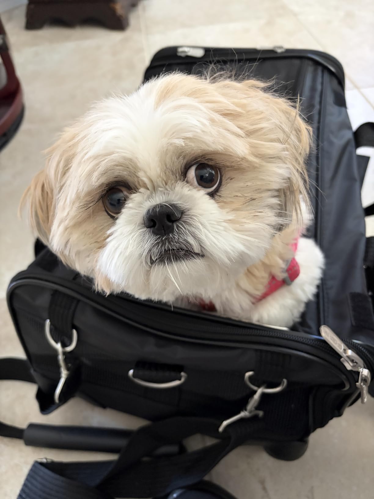 Sherpa on Wheels Indoor Pet Dog Carrier, Black Large for All Breed Sizes customer photo 1