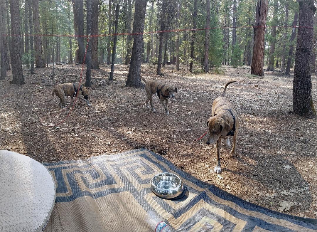BV 60ft Aerial Pet Trolley System with 10ft Pulley Lead - Heavy Duty Dog Tie Out for Yard up to 125 lbs, Reflective Run Cable (Not a Leash, Bare End) customer photo 2