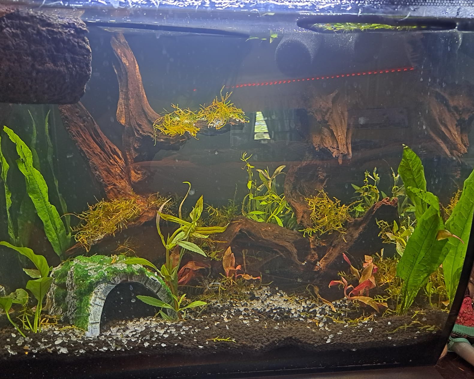 Fluval Flex 9 Gallon Glass Aquarium Kit, Black customer photo 2