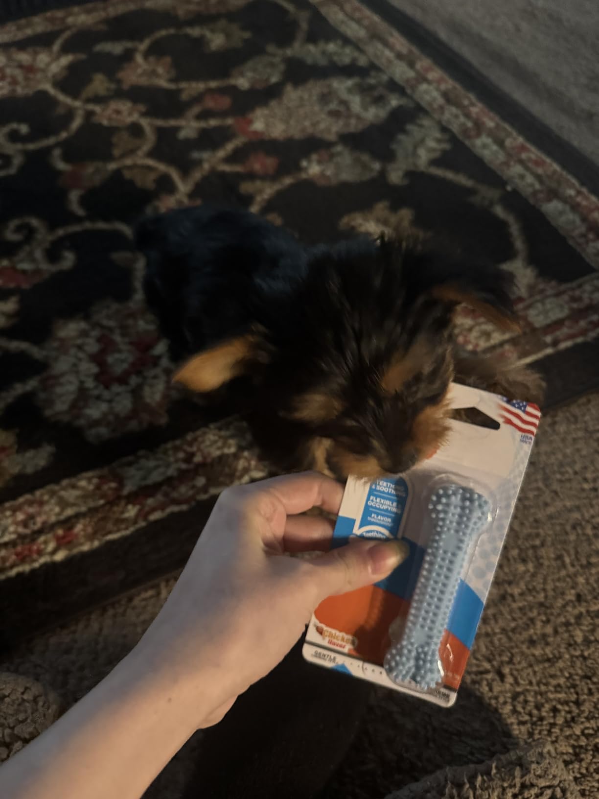 Nylabone New Puppy Starter Kit, Chew Toys & Natural Chew Treat for Puppies, Puppy Enrichment Teething Toys, Blue, Long Lasting Chicken & Bacon Flavor, Small Dogs - Up to 25 Ibs, 3 Pack customer photo 1