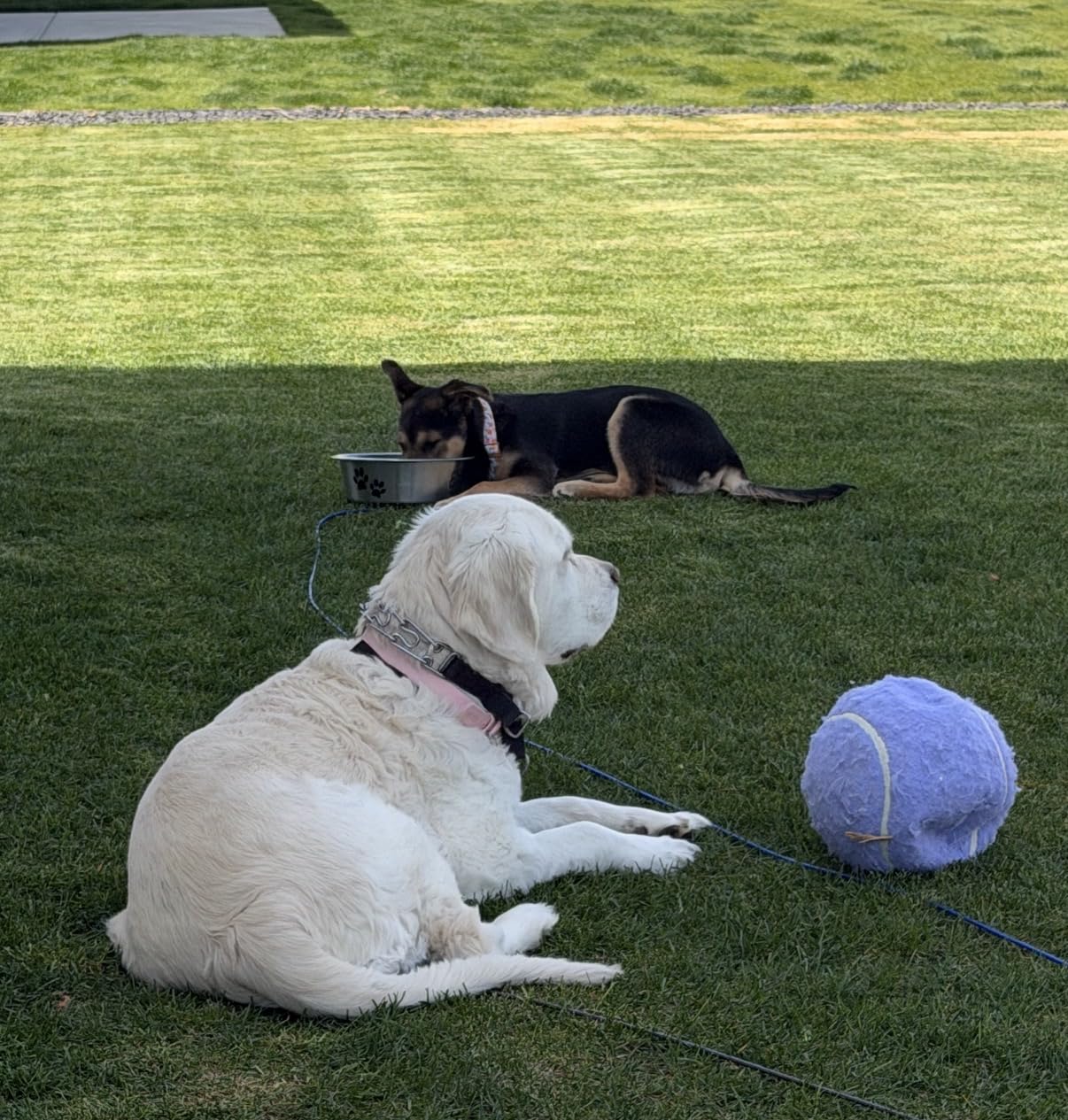 Banfeng Big Tennis Ball for Dogs, Giant Dog Tennis Ball Toy Large Outdoor Sports Gift for Small Medium Large Dog (Yellow, 9.5 inch) customer photo 1