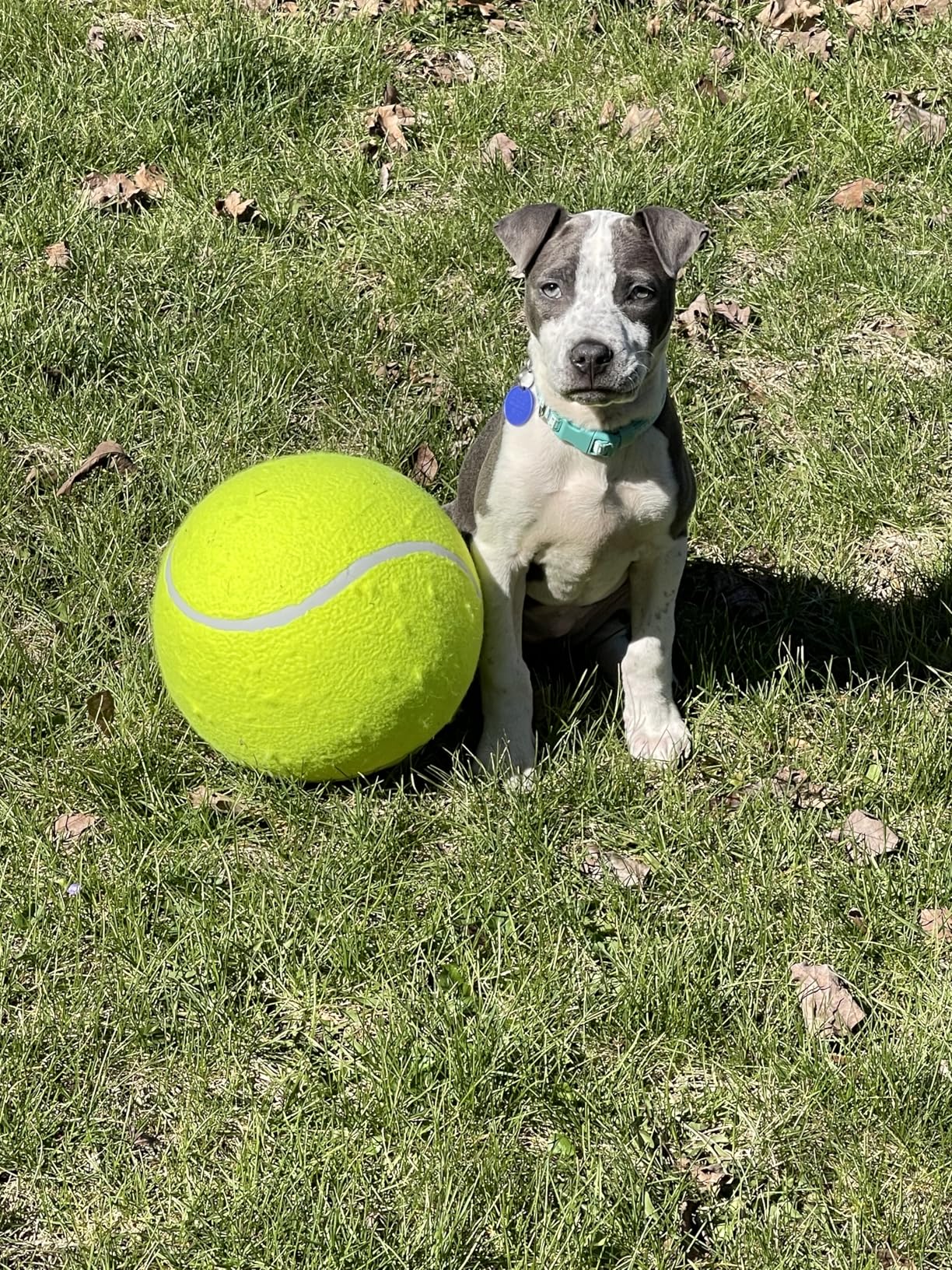 Banfeng Big Tennis Ball for Dogs, Giant Dog Tennis Ball Toy Large Outdoor Sports Gift for Small Medium Large Dog (Yellow, 9.5 inch) customer photo 2