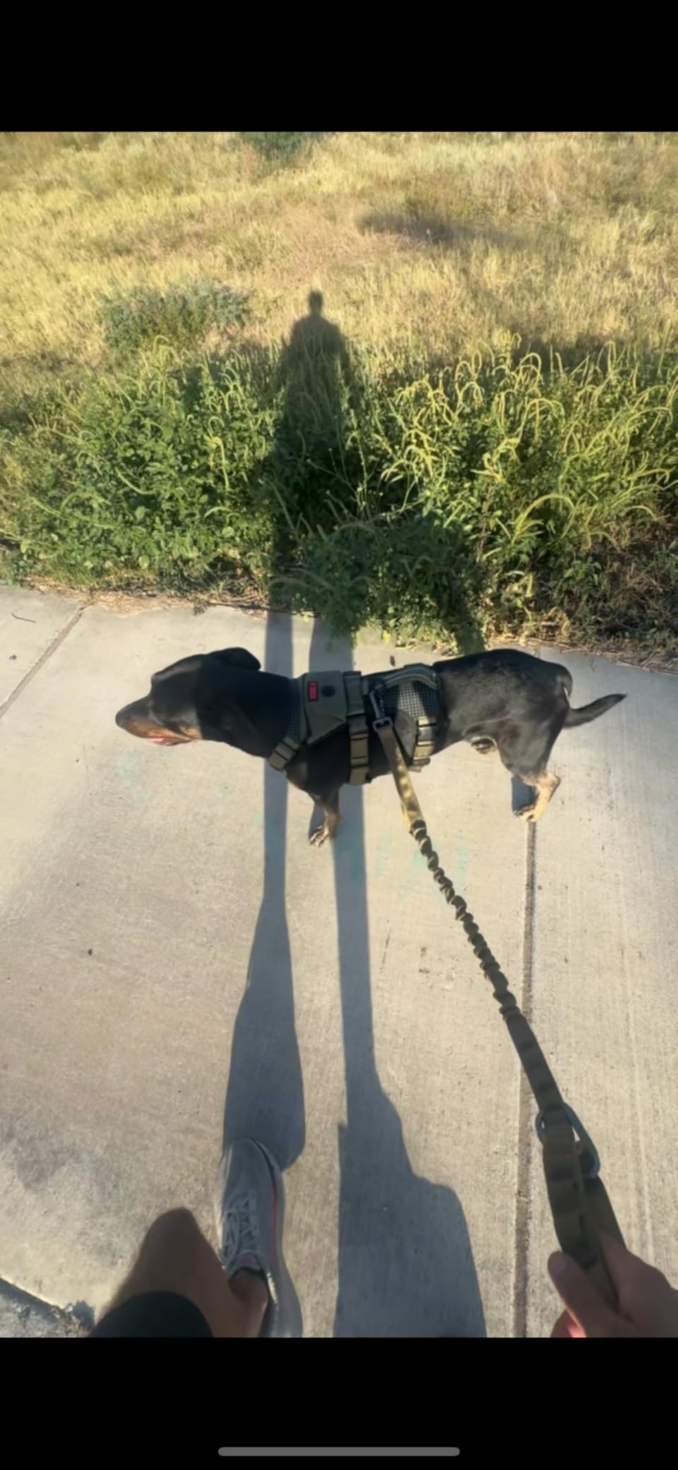 EXCELLENT ELITE SPANKER Tactical Bungee Dog Leash Military Adjustable Dog Leash Quick Release Elastic Leads Rope with 2 Control Handle(Coyote Brown) customer photo 1