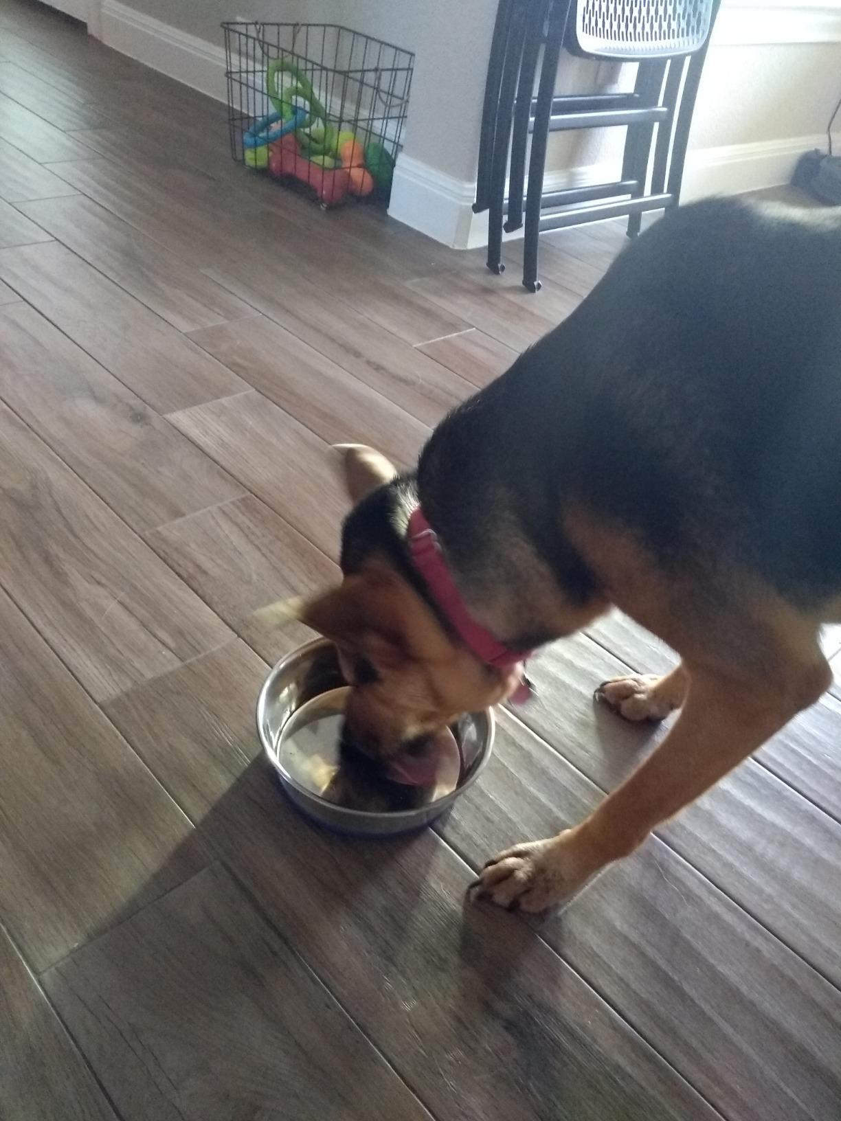 Max and Neo Heavyweight Non-Skid Rubber Bottom Stainless Steel Dog Bowl - We Donate a Bowl to a Dog Rescue For Every Bowl Sold (Large - 80oz - 9.5
