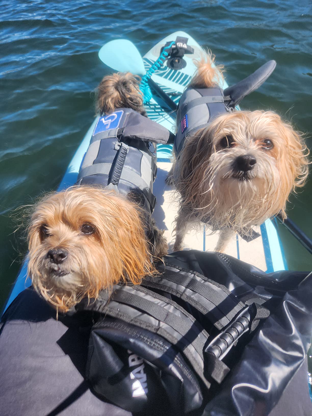 VIVAGLORY High Buoyancy Dog Life Vest, Swimming Vest with Handle, Dog Life Jacket for Swimming & Boating, XS, Pink customer photo 1