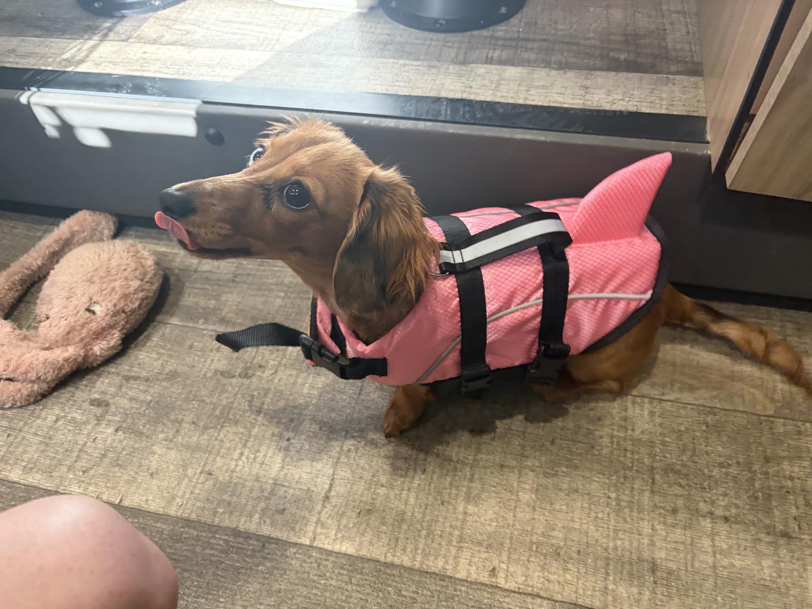 Ripstop Dog Life Jacket Shark Life Vest for Dogs, Safety Lifesaver with High Buoyancy and Lift Handle for Small and Medium Breeds, Rose Red XS customer photo 2