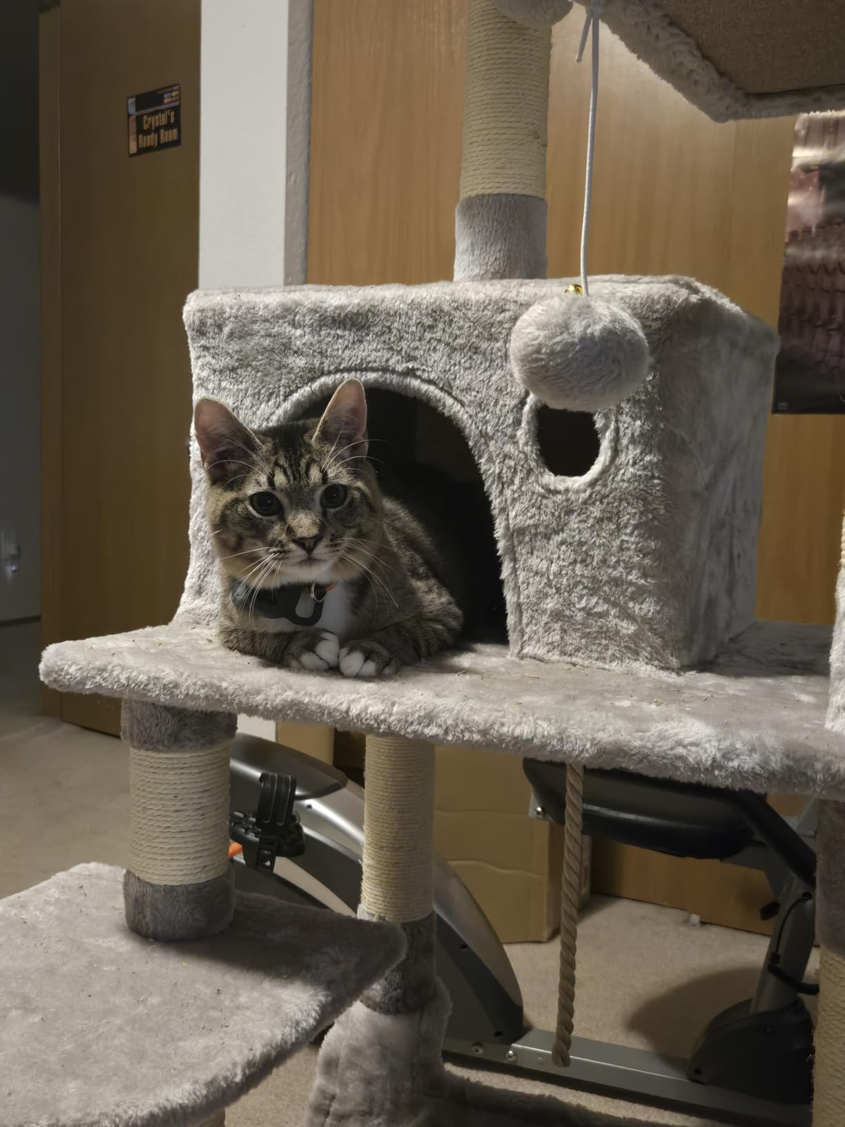 Feandrea Cat Tree, 55.8-Inch Cat Tower, Multi-Level Plush Condo with 11 Scratching Posts, 2 Perches, Hammock, Cave, Light Gray UPCT15W customer photo 2