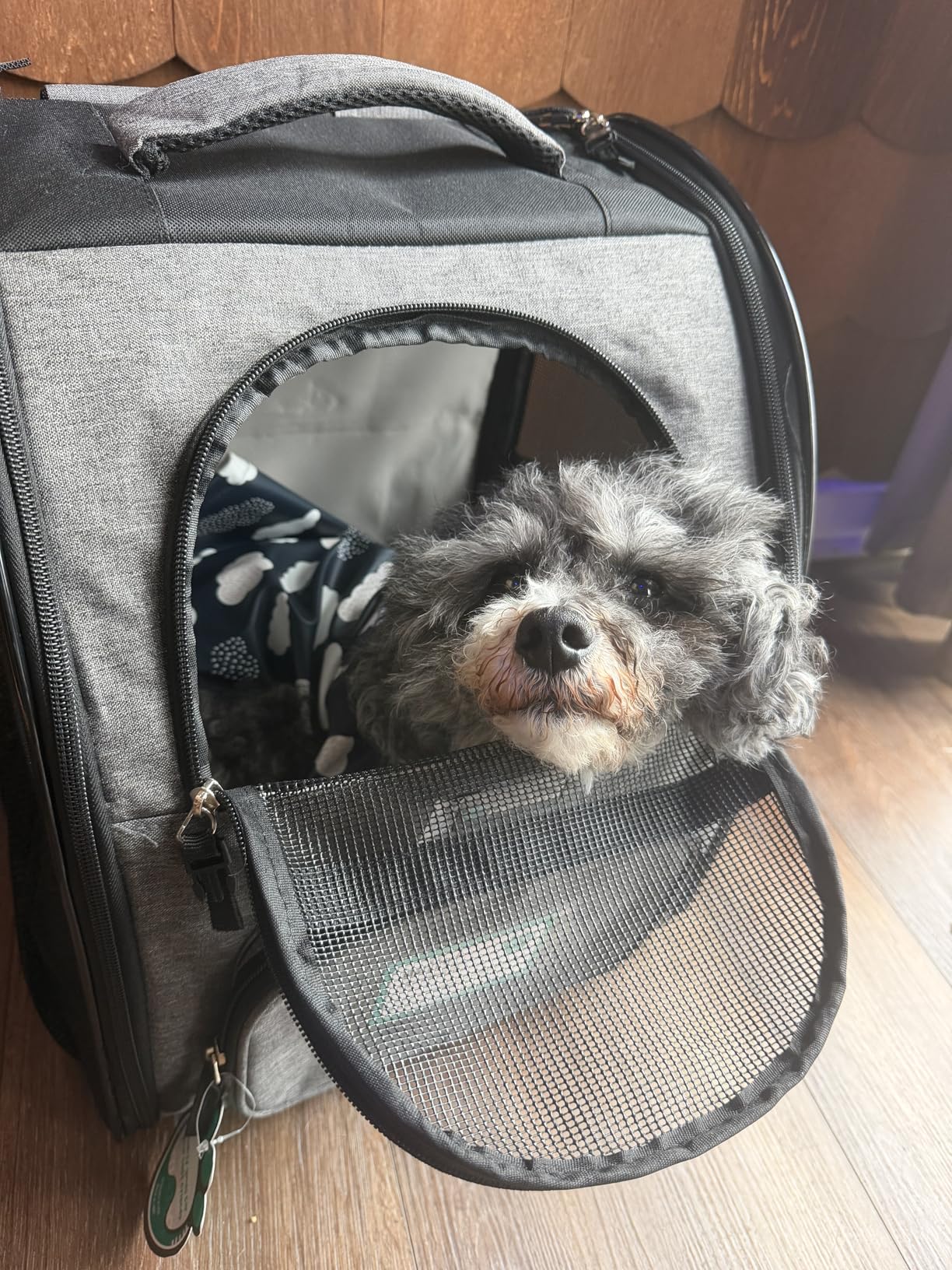 PetAmi Dog Backpack Carrier for Small Medium Dogs Large Cats up to 18 lbs, 2 Side Entry, Structured No-Collapse Frame, Airline Approved Ventilated Pet Backpack for Hiking Camping Travel customer photo 2