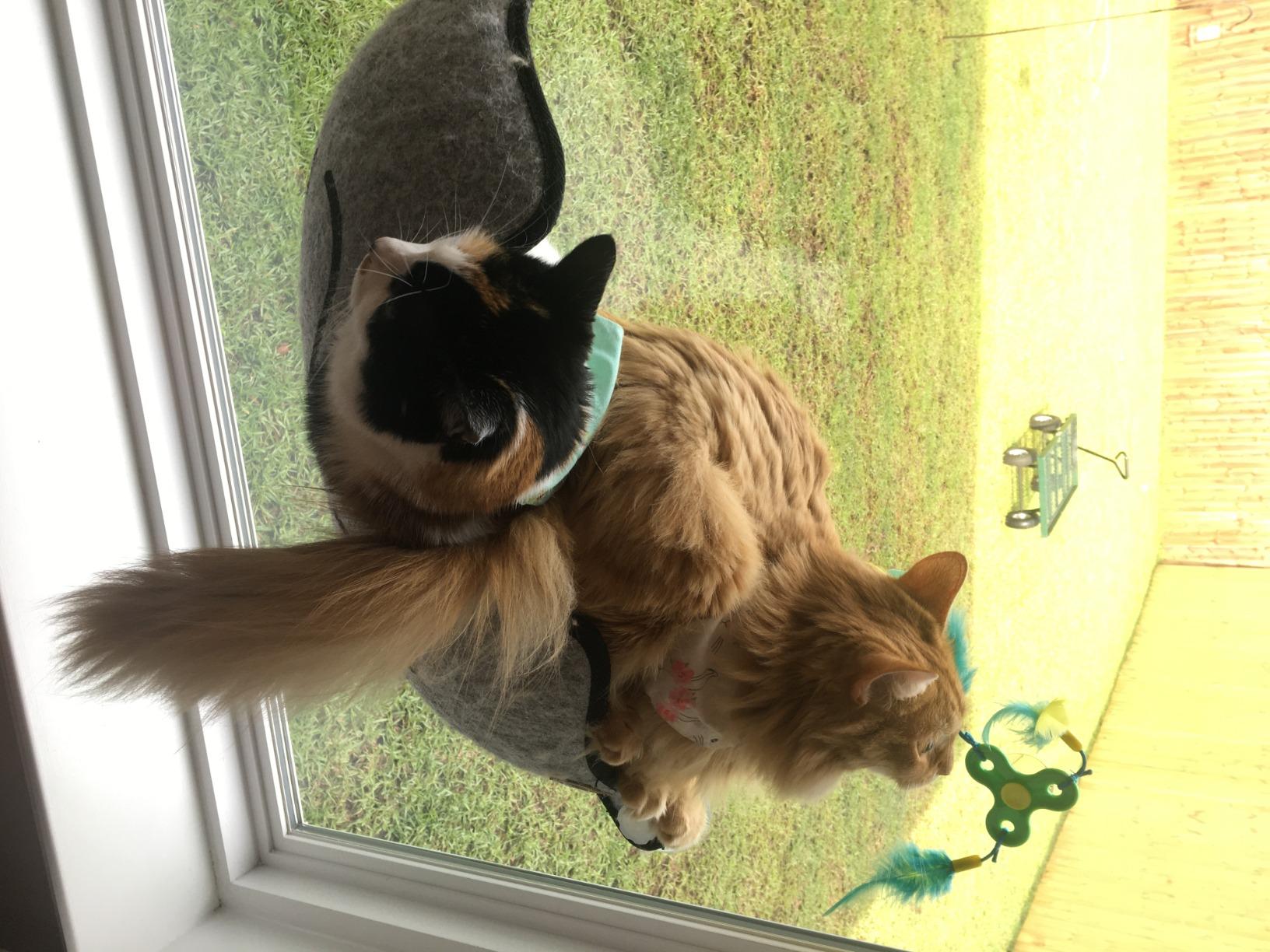 K&H Pet Products EZ Mount Kitty Face Cat Window Perch Bed, Sturdy Cat Window Hammock with Strong Suction Cups, Washable Sleeping Pad, Fits 30
