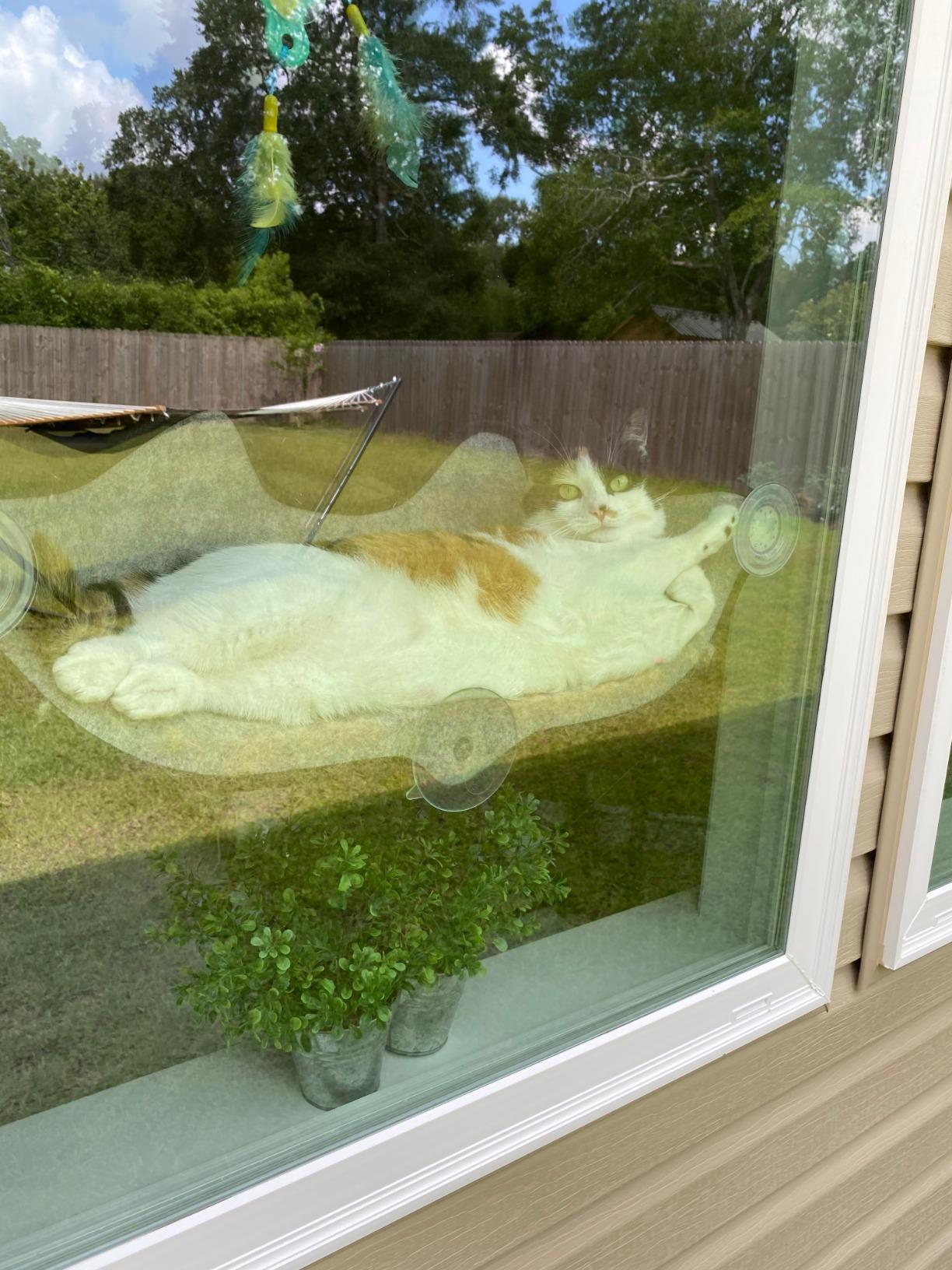 K&H Pet Products EZ Mount Kitty Face Cat Window Perch Bed, Sturdy Cat Window Hammock with Strong Suction Cups, Washable Sleeping Pad, Fits 30