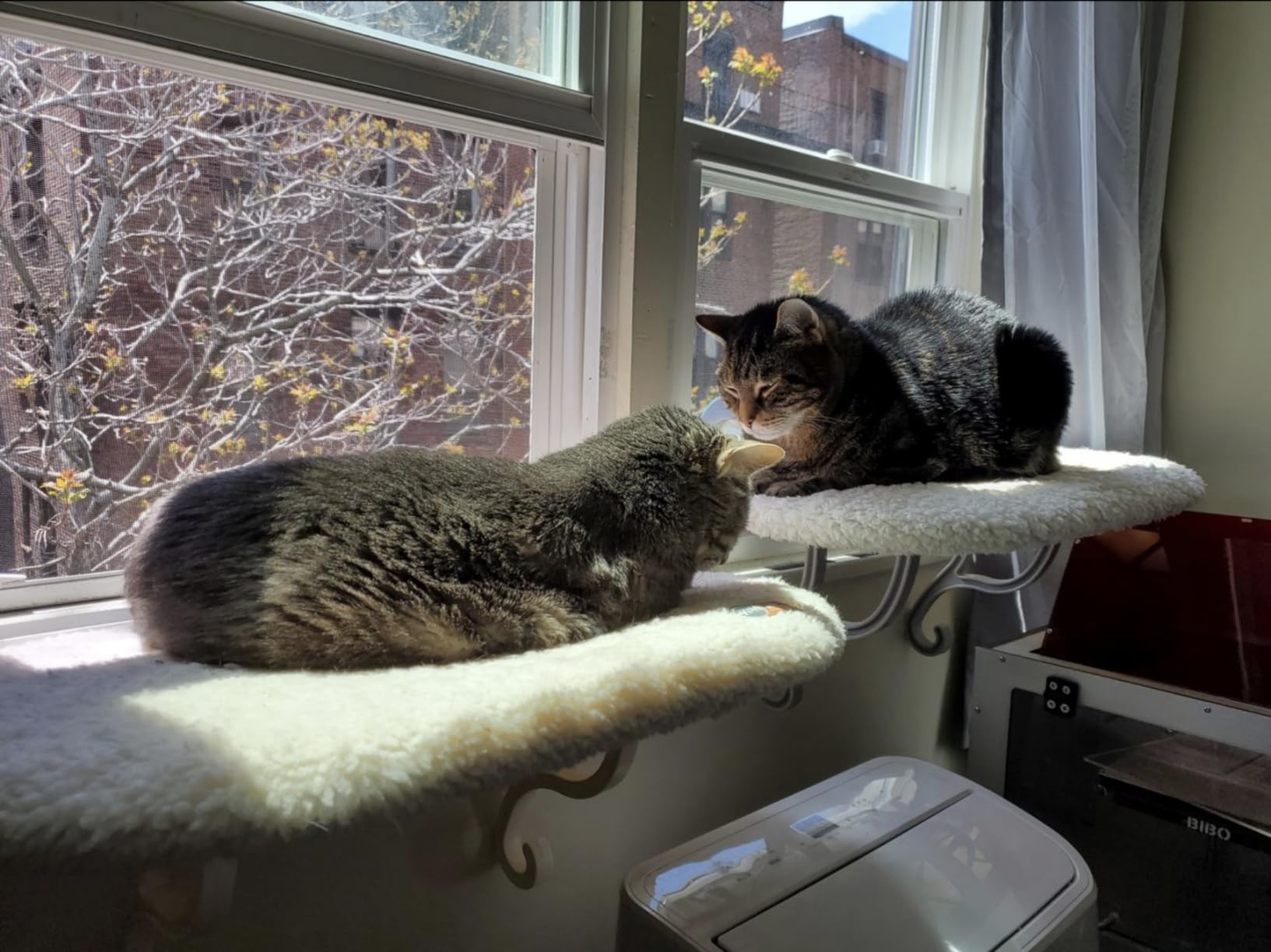 K&H Pet Products Universal Mount Cat Window Perch Bed for Large Cats, Orthopedic Window Hammock Holds 60 lbs, Sturdy Suction Cups, Washable Cover, Indoor Windowsill Furniture Bed - 14 X 24in Fleece customer photo 1