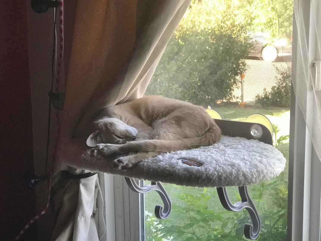 K&H Pet Products Universal Mount Cat Window Perch Bed for Large Cats, Orthopedic Window Hammock Holds 60 lbs, Sturdy Suction Cups, Washable Cover, Indoor Windowsill Furniture Bed - 14 X 24in Fleece customer photo 2