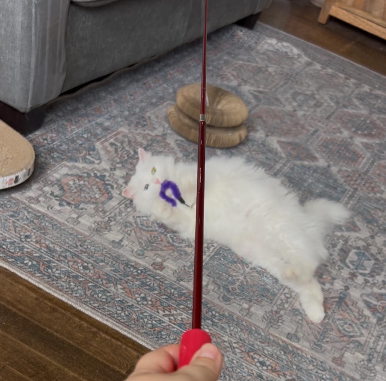 MeoHui Cat Toys for Indoor Cats, Interactive Cat Toy 2PCS Retractable Wand Toy and 9PCS Cat Feather Toys Refills customer photo 1