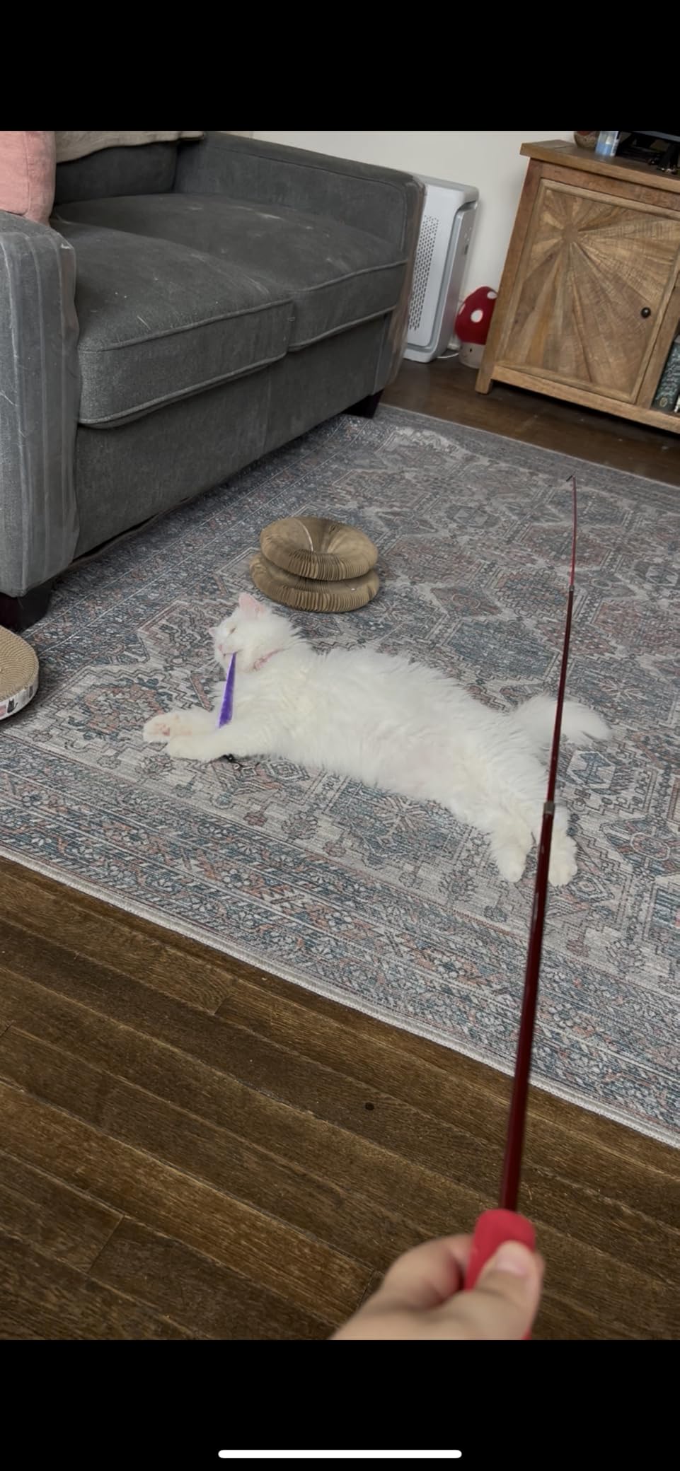 MeoHui Cat Toys for Indoor Cats, Interactive Cat Toy 2PCS Retractable Wand Toy and 9PCS Cat Feather Toys Refills customer photo 2