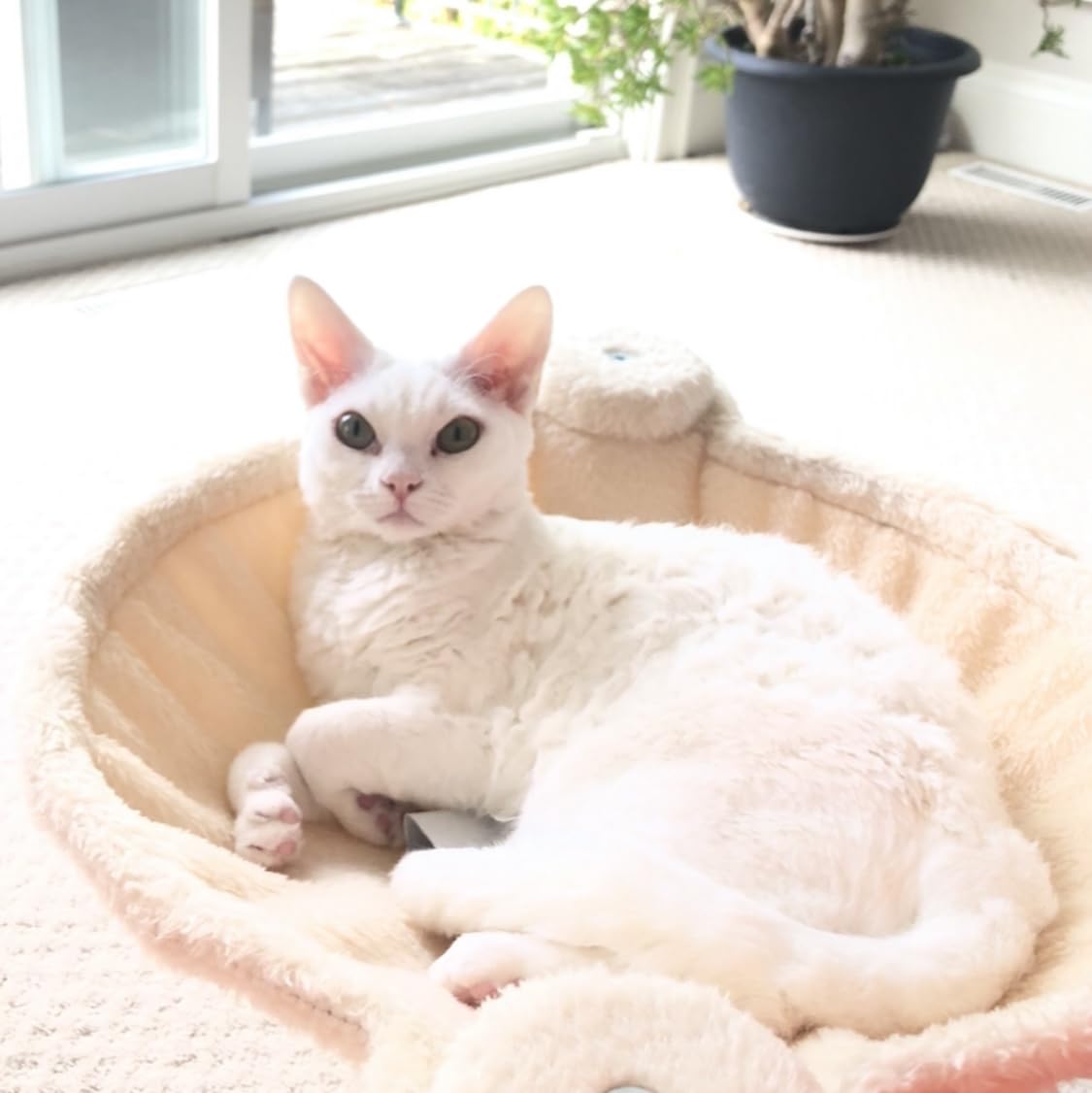 Amazon Basics Cat Tower with Hammock Bed and Scratching Post for Indoor Cats, Easy to Assemble, Interactive Hanging Ball, 15.8
