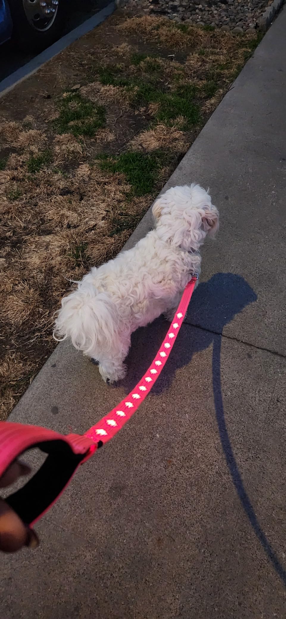 Candofly Glowing LED Dog Leash, Rechargeable Pet Leash with Lights, 4 Ft Light Up Dog Leash for Night Walking Keep Your Pets Visible (Neon Green) customer photo 1