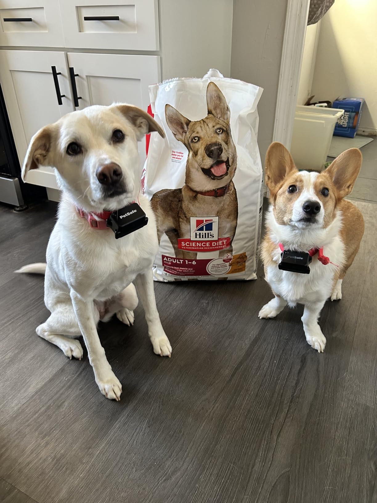 Hill's Science Diet Adult 1-6 Dry Dog Food | #1 Veterinarian Recommended, Chicken & Barley, 15 lb. Bag customer photo 1