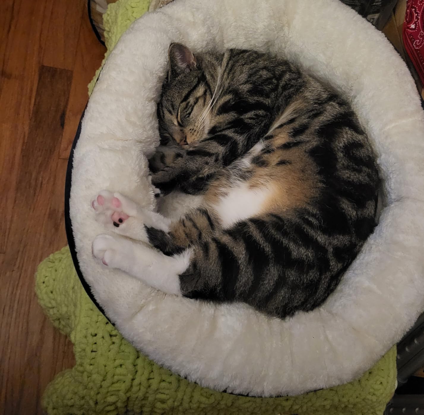 Love's cabin Round Donut Cat and Dog Cushion Bed, 20in Bed for Cats or Small Dogs, Anti-Slip & Water-Resistant Bottom, Super Soft Durable Fabric Pet Beds, Washable Luxury Cat & Dog Bed Gray customer photo 2