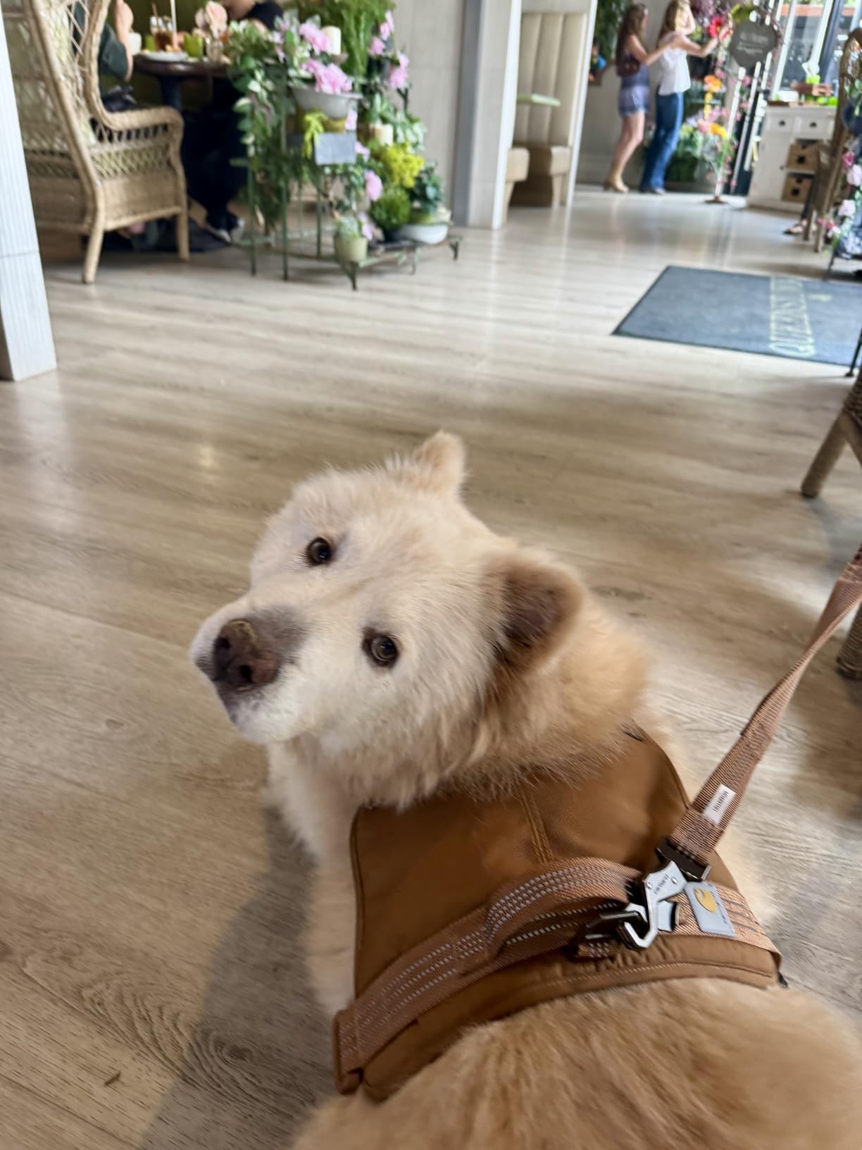 Carhartt Pet Durable Nylon Webbing Shock Absorbing Leash for Dogs, Reflective Stitching for Visibility, Carhartt Brown (Shock Absorbing), Large customer photo 2