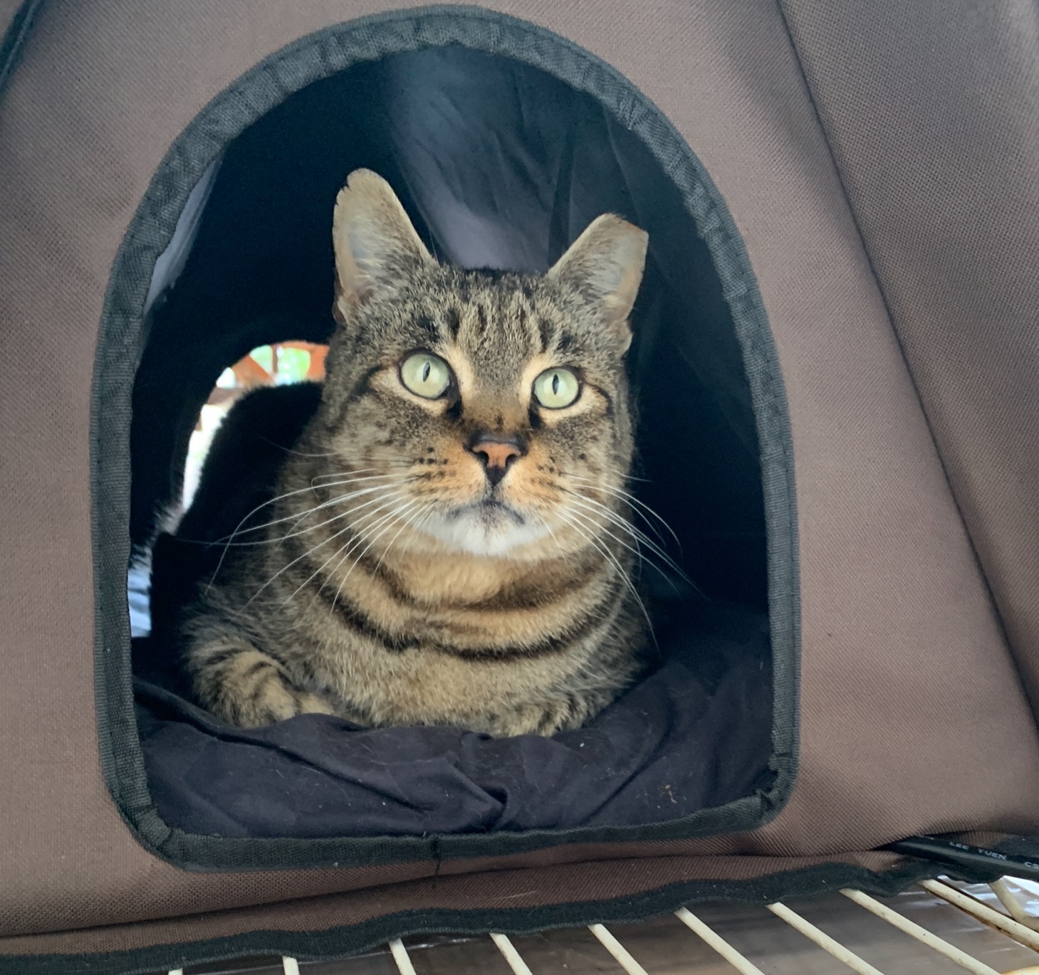 K&H Pet Products A-Frame Heated Outdoor Cat House for Outside Pets in Winter, Large Shelter for Multiple Ferals, Weatherproof, Insulated, 2 Doors, Waterproof Heated Cat Bed, Safety Listed - 20W customer photo 2