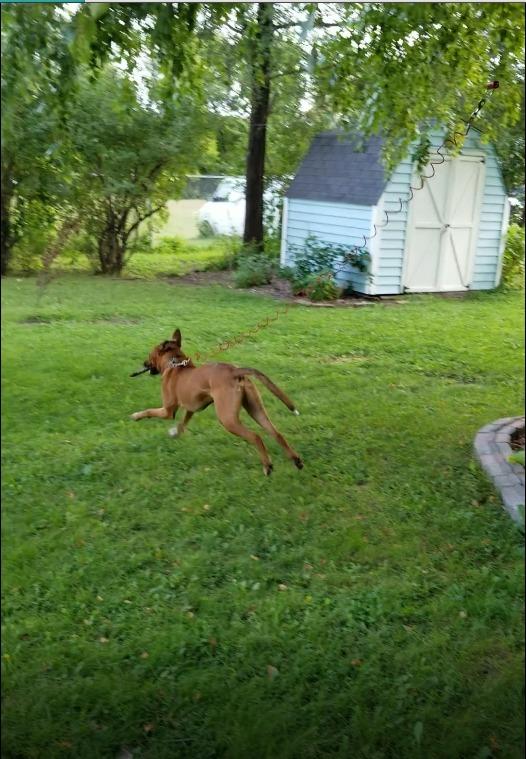 Tumbo Trolley 150ft - Anti-Shock Aerial Dog Runner for Yard Small and Large Breeds - Heavy Duty Dogs Gear - Best Dog Run and Zipline for Backyards - Trolley System Camping - 100ft / 150ft / 200ft customer photo 2