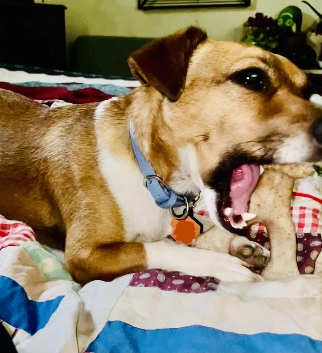 Benebone Puppy 2-Pack Dental Chew/Wishbone Dog Chew Toys, Made in USA, Real Bacon Flavor customer photo 2