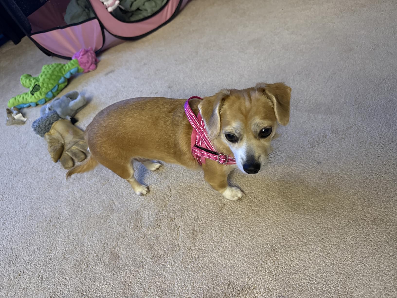 SlowTon No Pull Small Dog Harness and Leash Set, Puppy Soft Vest Harness Neck & Chest Adjustable, Reflective Lightweight Harness & Anti-Twist Pet Lead Combo for Small Medium Dogs (Fuchsia, XXS) customer photo 2