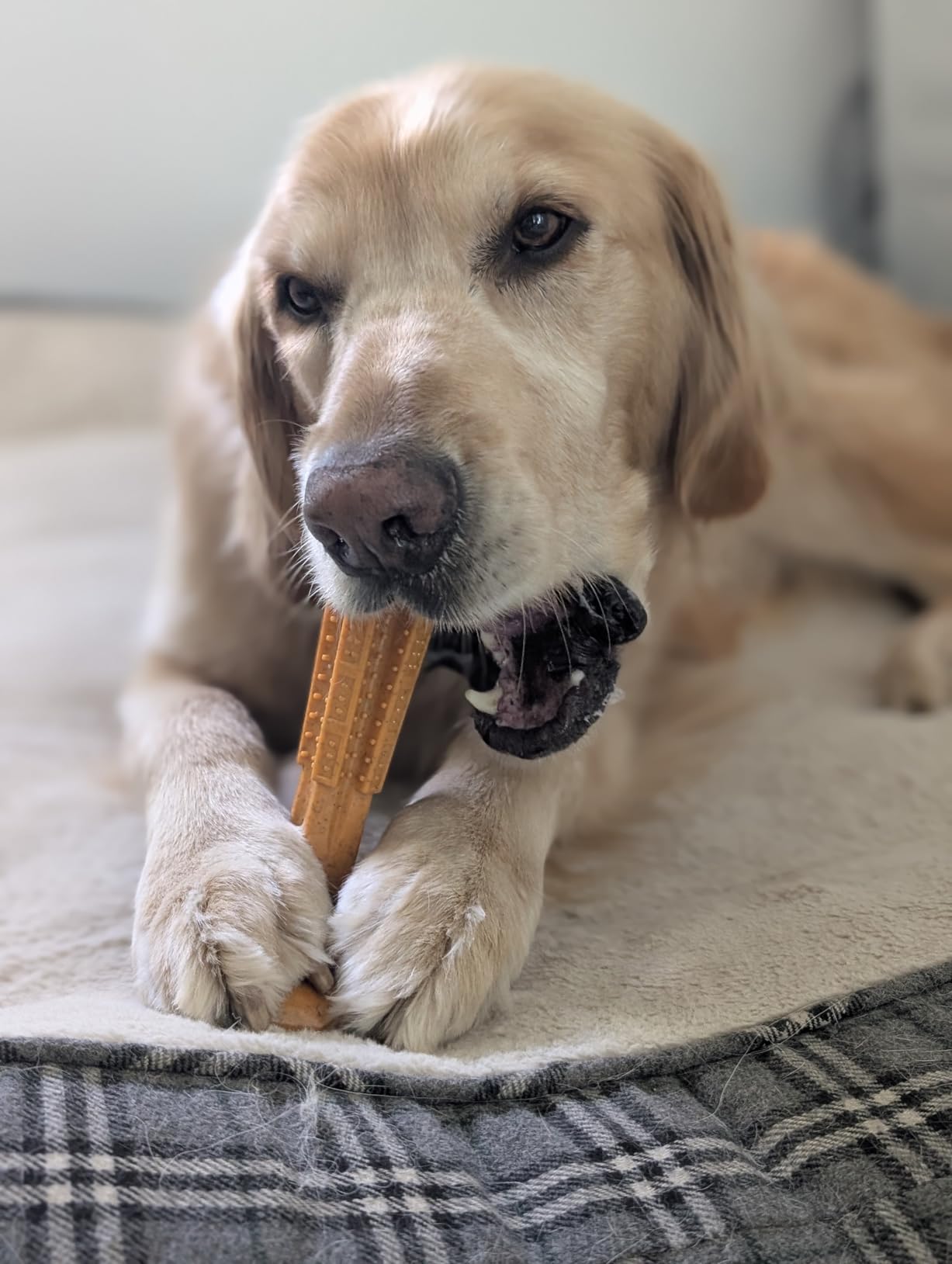 SPOT Bam-Bones Plus T Bone - Bamboo Fiber & Nylon Dog Chew Toy for Moderate to Aggressive Chewers, Durable & Non-Splintering, Long Lasting Beef Flavor Toy for Dogs & Puppies Under 30 lbs, 4 in customer photo 1