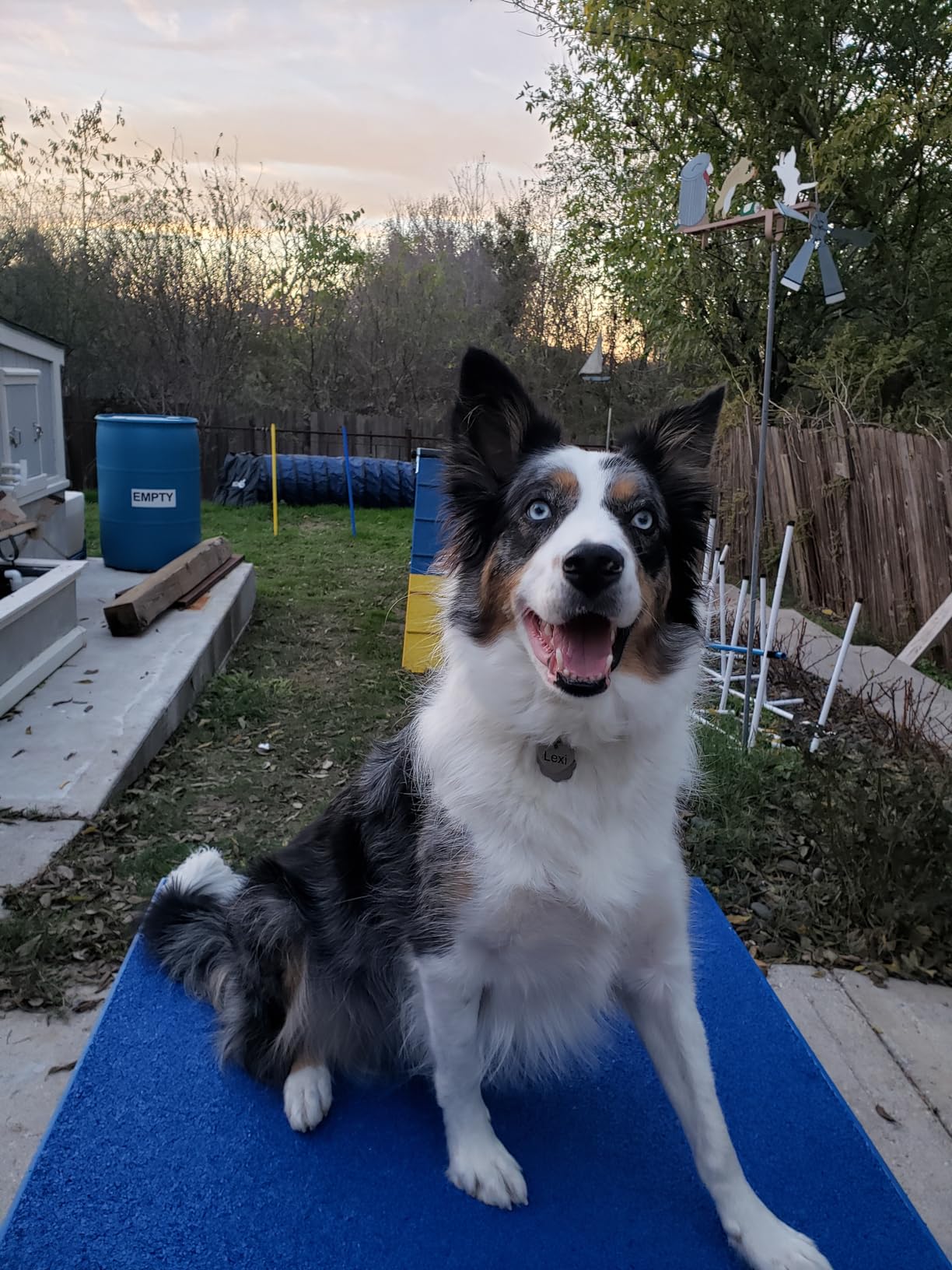 Dog Agility 35
