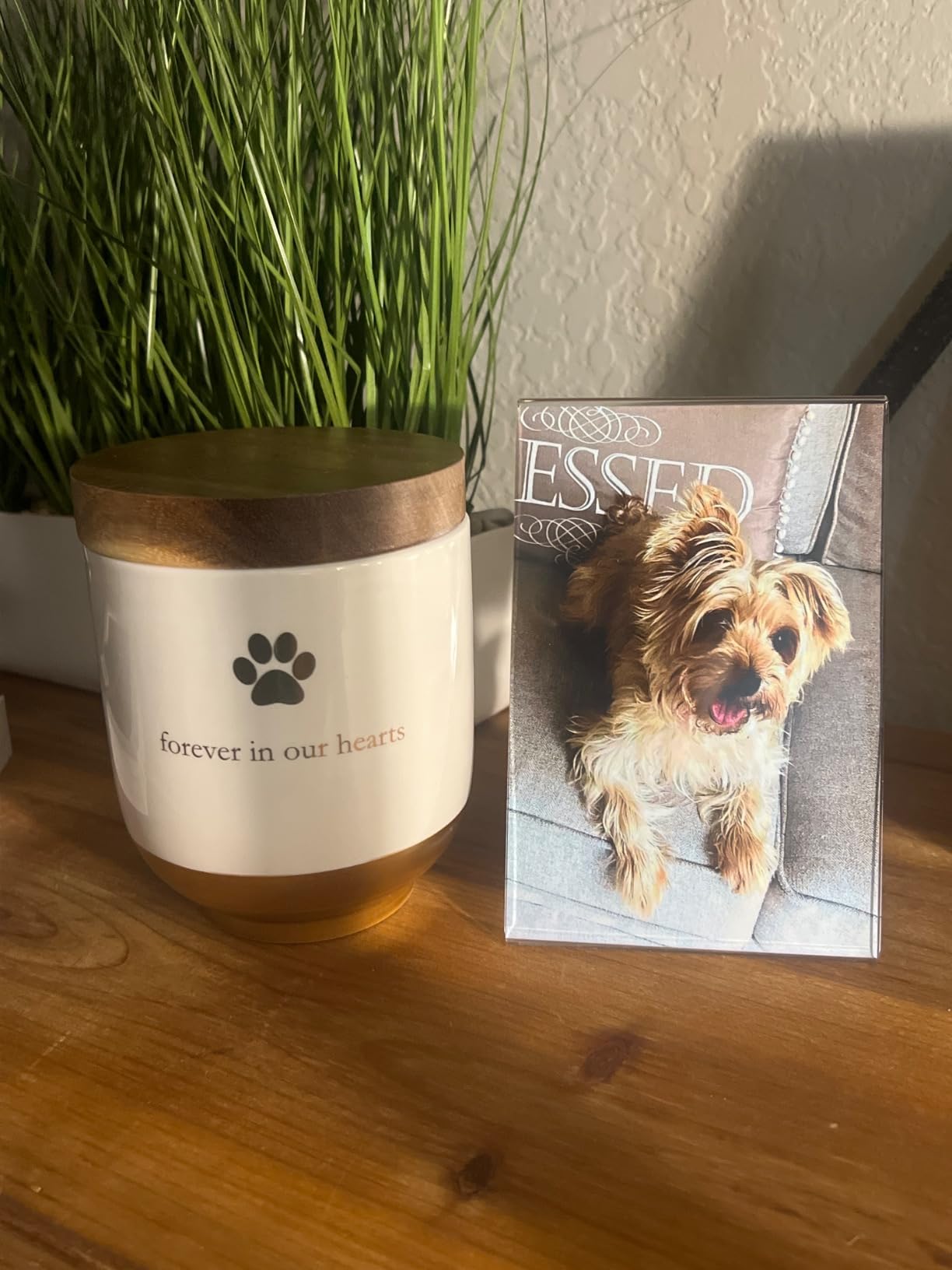 Pearhead Pet Ceramic Forever in Our Hearts Urn, Pet Memorial, Dog Or Cat Keepsake Urn, Rainbow Bridge, Gold customer photo 1