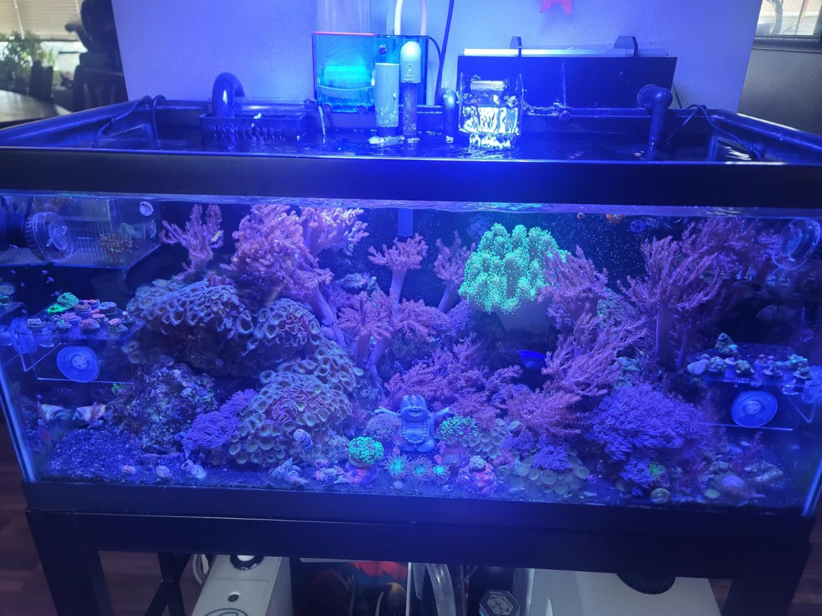 VIPARSPECTRA 165W LED Aquarium Light Dimmable Full Spectrum LED Reef Lights for Coral Saltwater Fish Tank, Remote/Timer Control, Programmable Auto On/Off, Dual Channel Brightness 0-100% customer photo 1