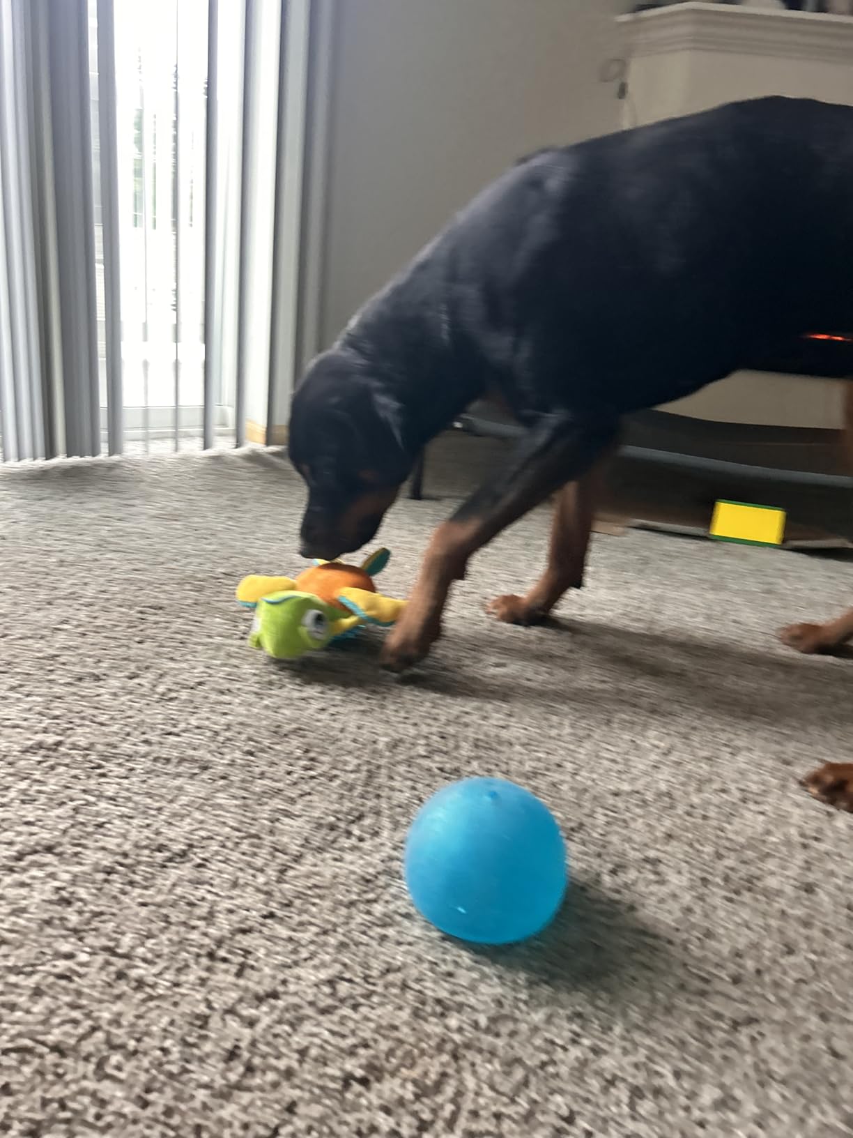 Outward Hound Lil' Snoop Treat-Dispenser Puzzle Ball, Small 3.9 inch customer photo 1