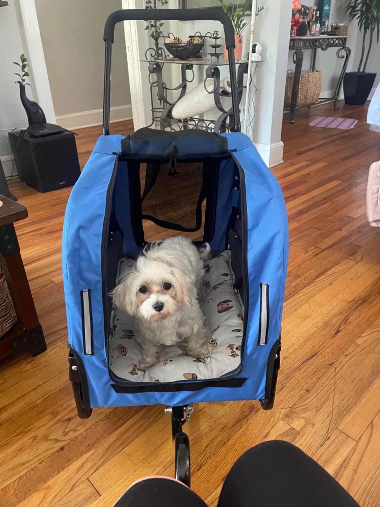 Aosom 2-in-1 Small Dog Bike Trailer and Bike Stroller with Hitch, Bicycle Trailer Sidecar Bike Wagon Cart Carrier Attachment for Travel, Blue customer photo 1