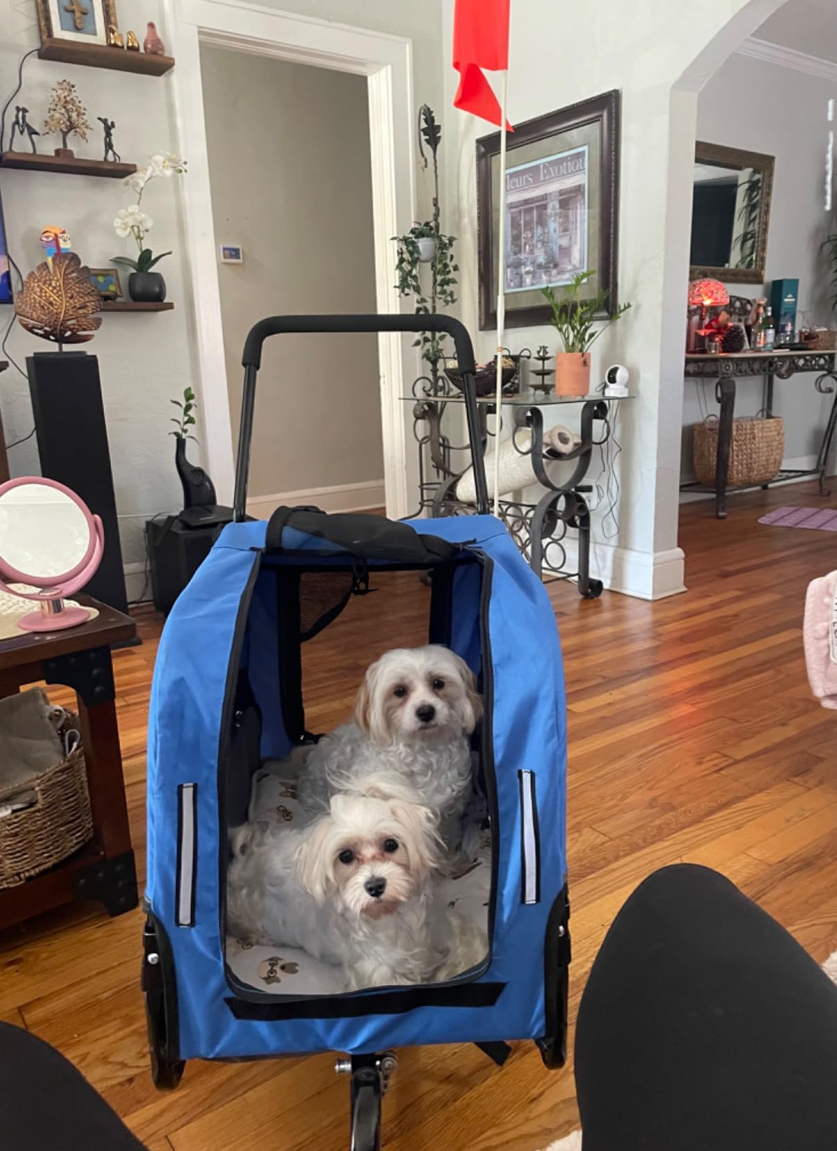 Aosom 2-in-1 Small Dog Bike Trailer and Bike Stroller with Hitch, Bicycle Trailer Sidecar Bike Wagon Cart Carrier Attachment for Travel, Blue customer photo 2