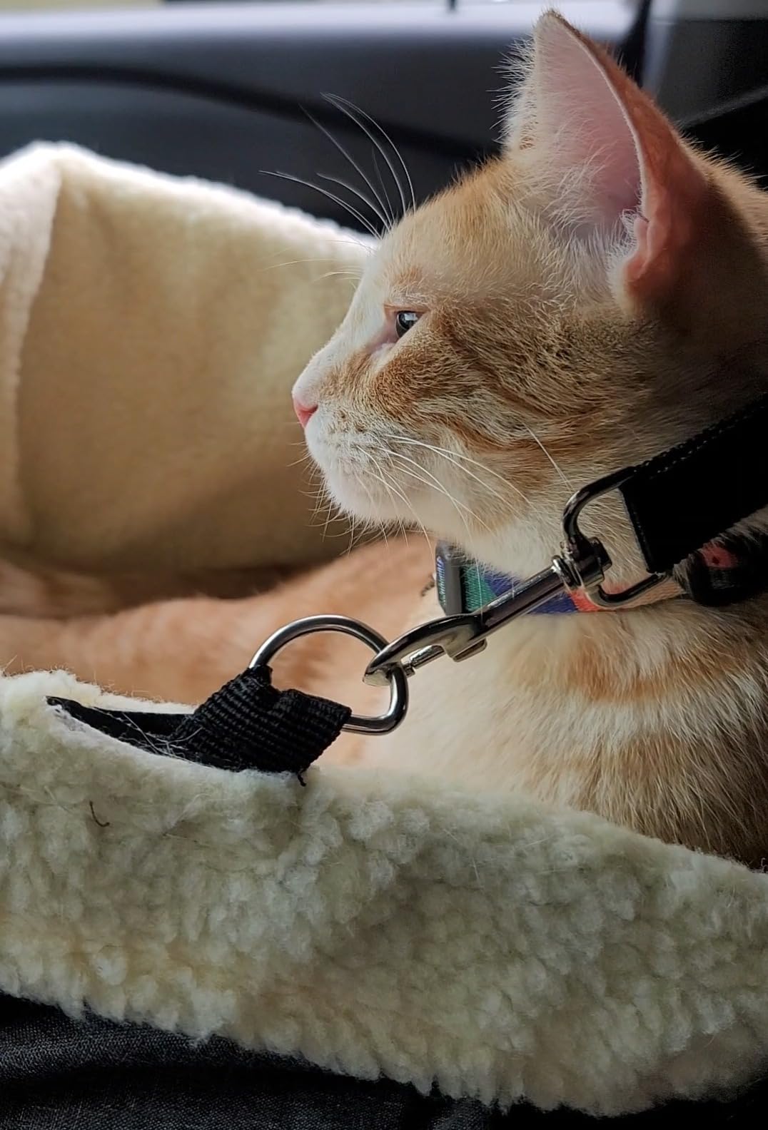 pidan Cat Harness and Leash Set, Cats Escape Proof - Adjustable Kitten Harness for Large Small Cats, Lightweight Soft Walking Travel Petsafe Harness (Multicolor-M Size) customer photo 2